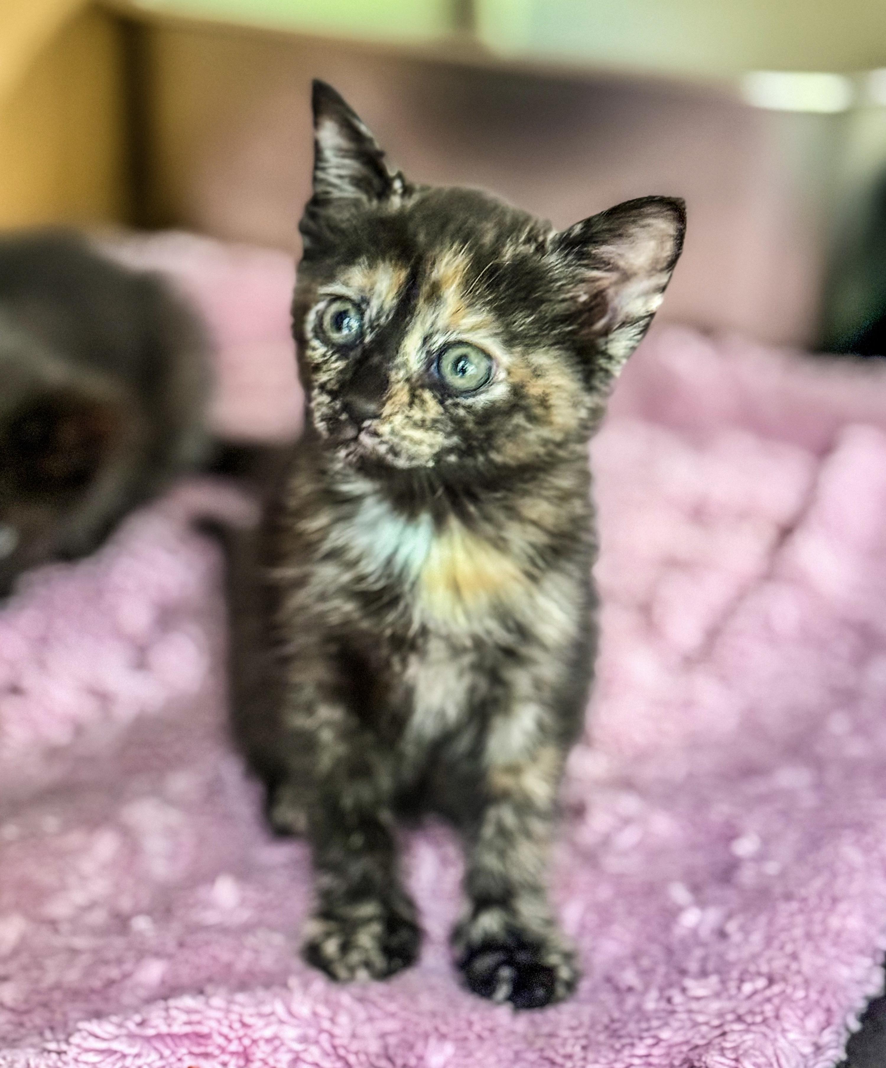 Poppi, a ADOPTABLE Tortoiseshell in Johnson City, TN image 1/2