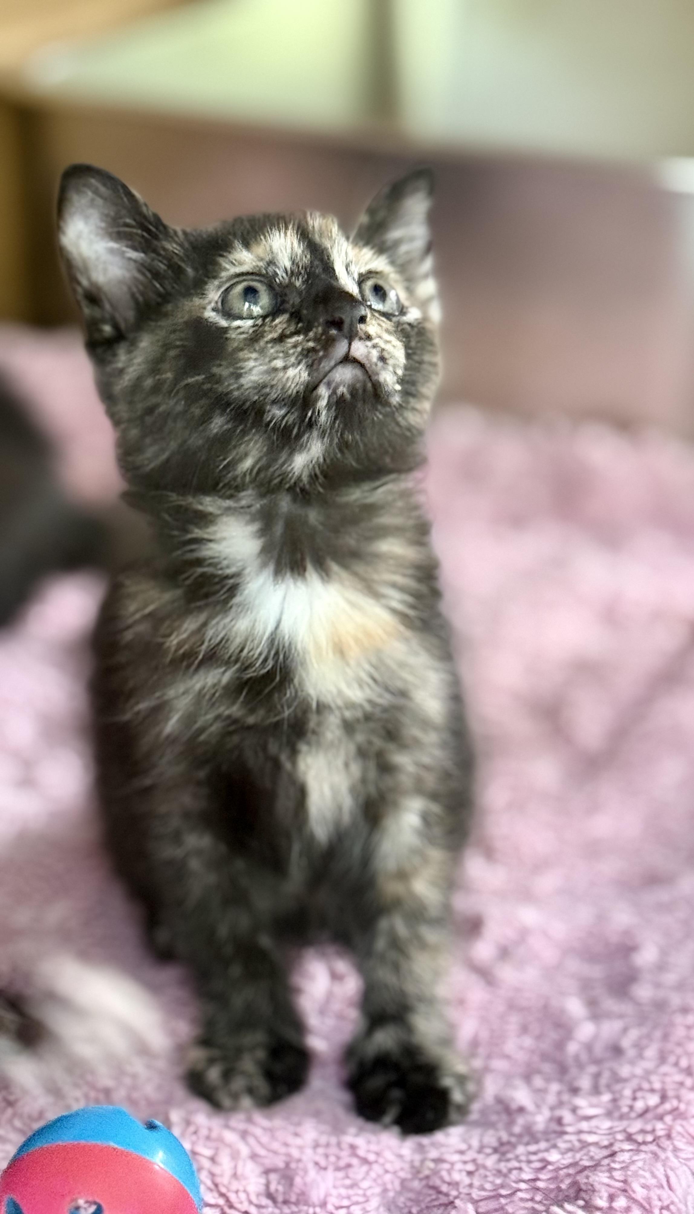 Poppi, a ADOPTABLE Tortoiseshell in Johnson City, TN image 2/2