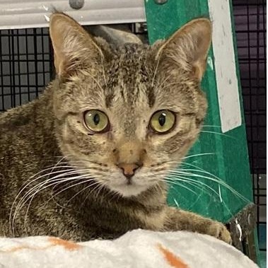 Angel, a Adoptable Domestic Short Hair in Ocean Isle Beach, NC image 1/2