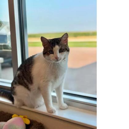 Enlarge Father Figure, a Adoptable mixed breed in Aberdeen, SD image 1/3