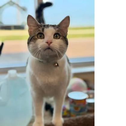 Enlarge Father Figure, a Adoptable mixed breed in Aberdeen, SD image 3/3