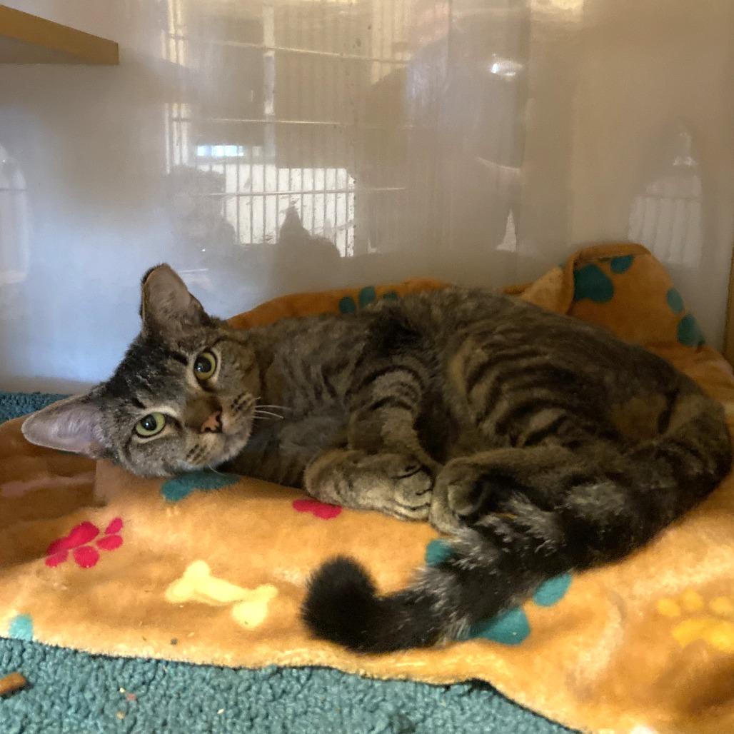 Bald Eagle, Adoptable, Adult Male Domestic Short Hair.