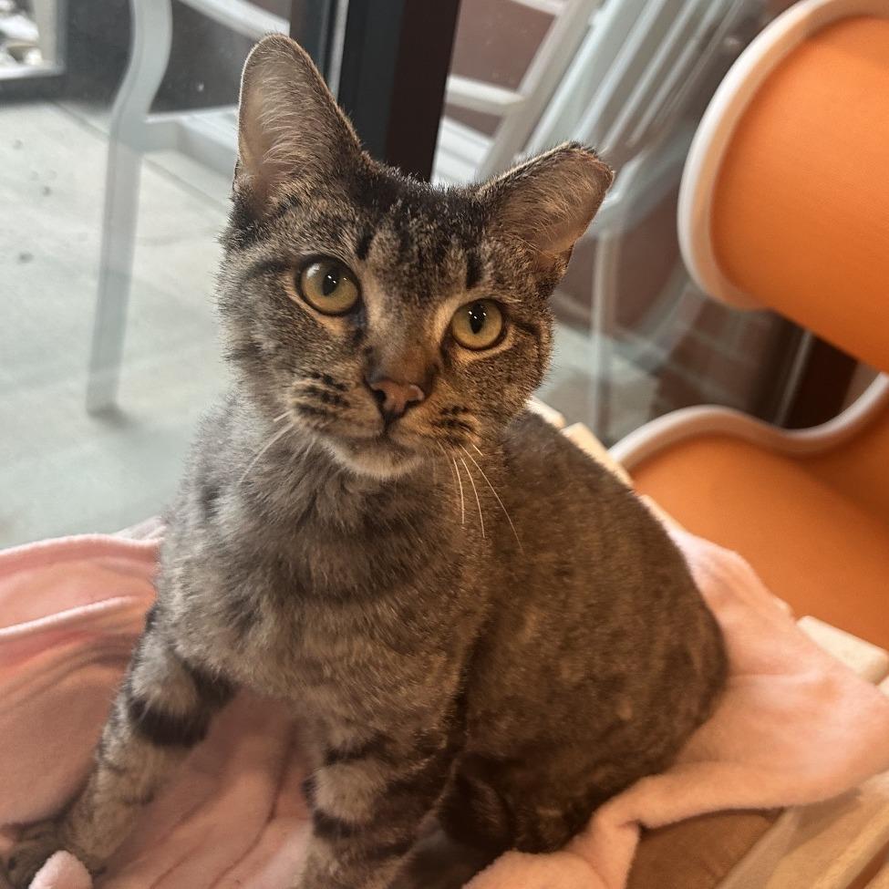 Bald Eagle, a Adoptable Domestic Short Hair in Washington Township, OH image 2/6