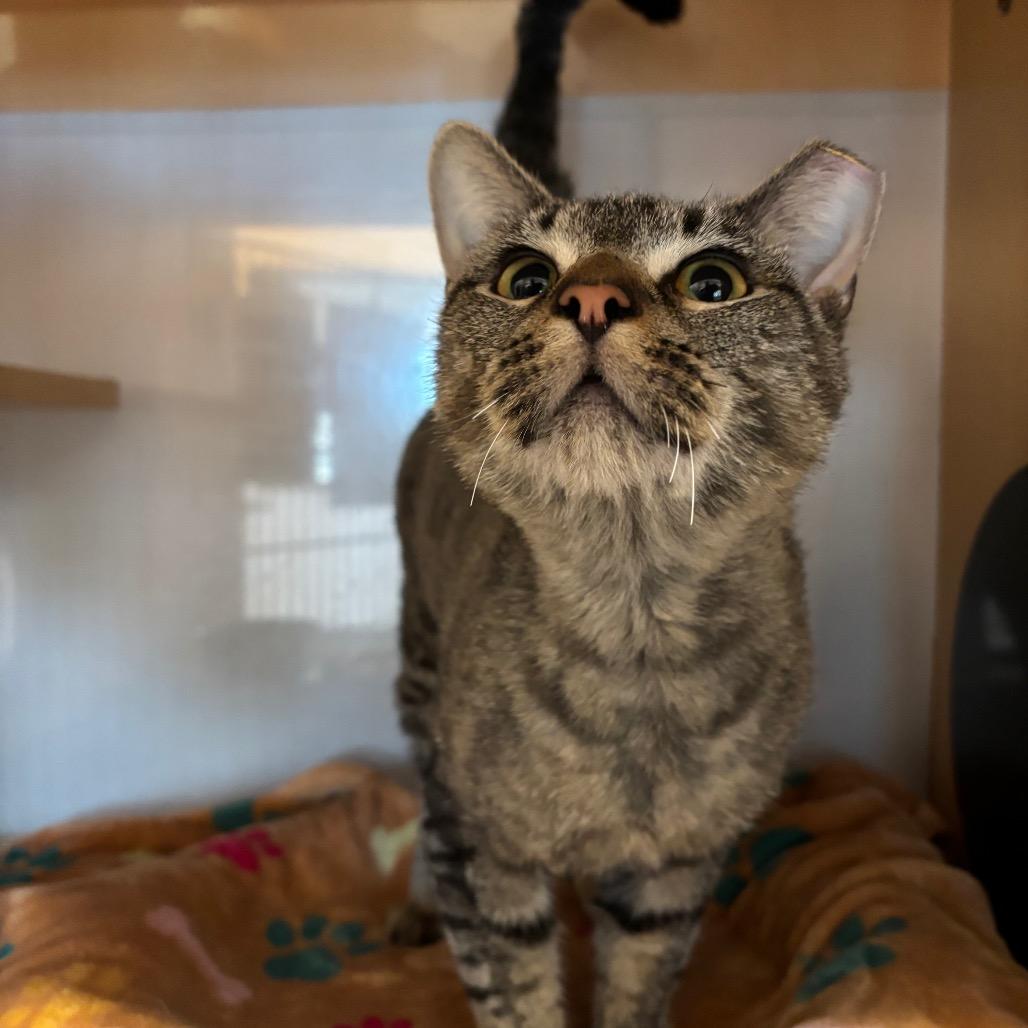 Bald Eagle, a Adoptable Domestic Short Hair in Washington Township, OH image 3/6