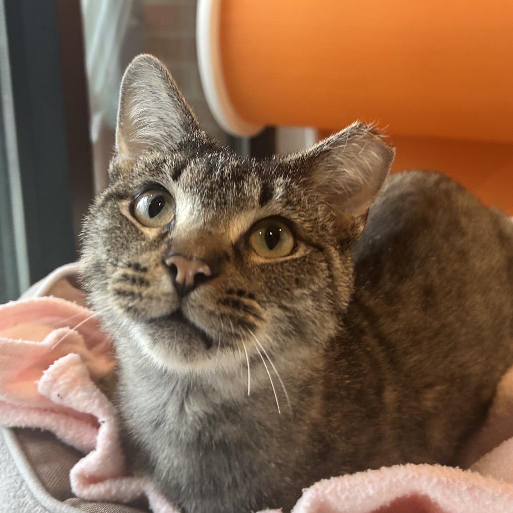Bald Eagle, a Adoptable Domestic Short Hair in Washington Township, OH image 4/6