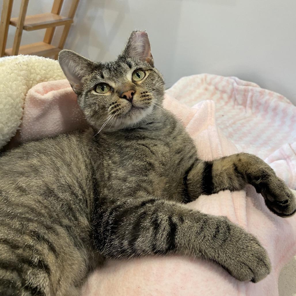 Bald Eagle, a Adoptable Domestic Short Hair in Washington Township, OH image 5/6