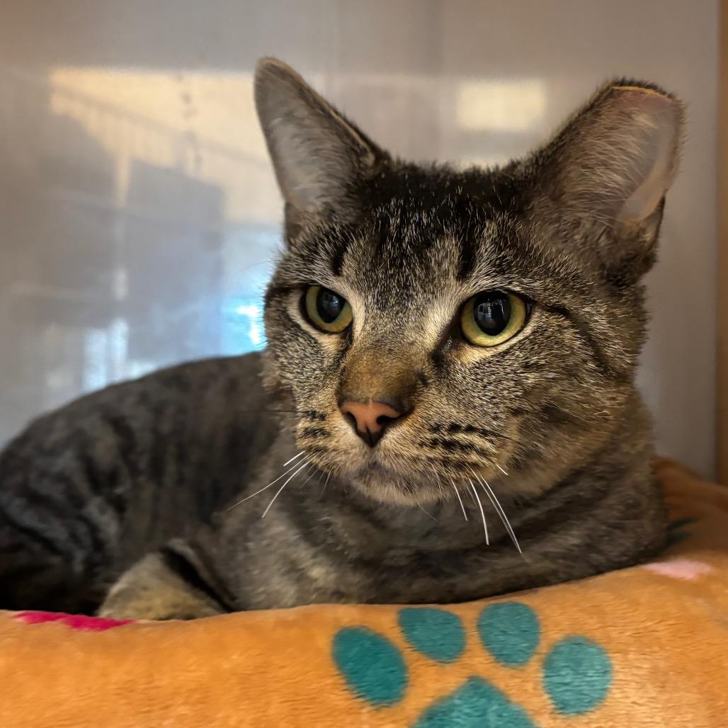 Bald Eagle, a Adoptable Domestic Short Hair in Washington Township, OH image 6/6