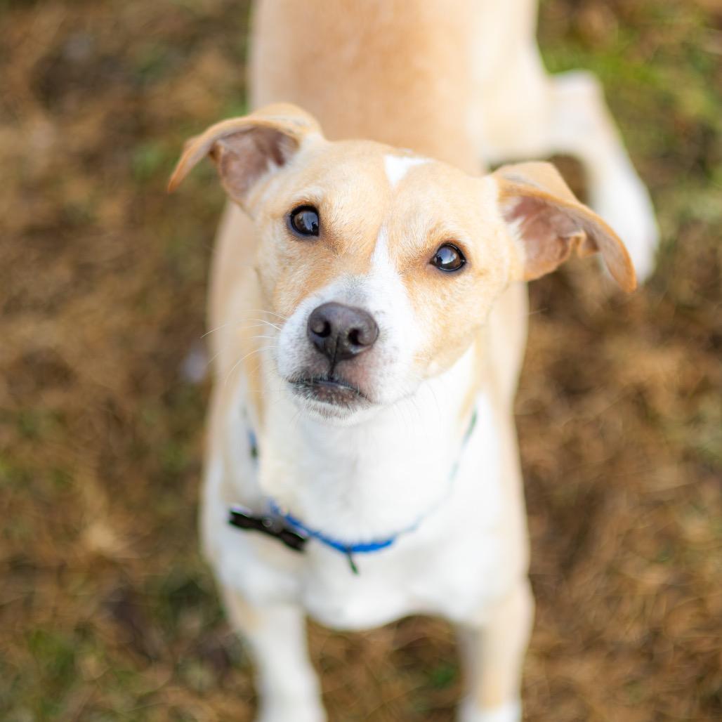 Enlarge Pollo, a Adoptable mixed breed in Newark, DE image 1/6