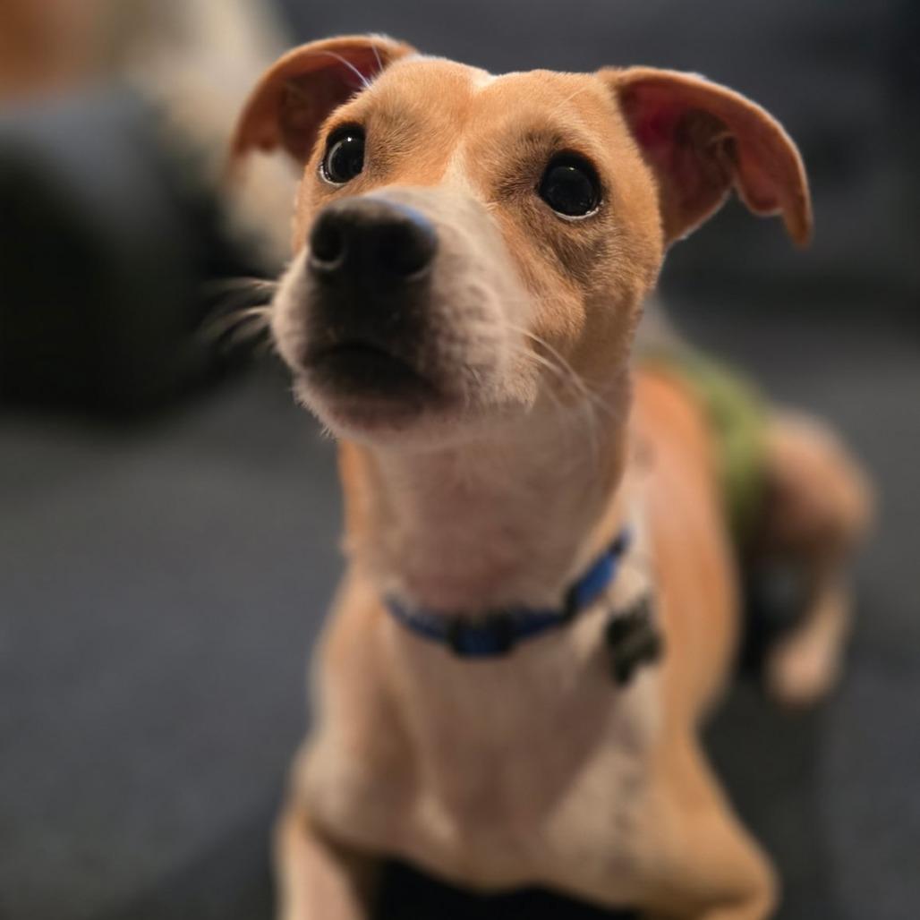 Enlarge Pollo, a Adoptable mixed breed in Newark, DE image 2/6