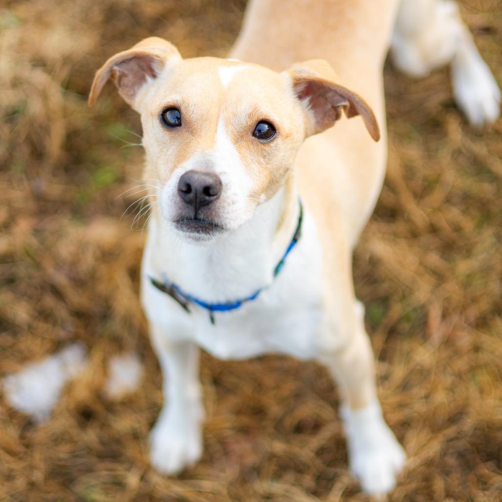Enlarge Pollo, a Adoptable mixed breed in Newark, DE image 3/6