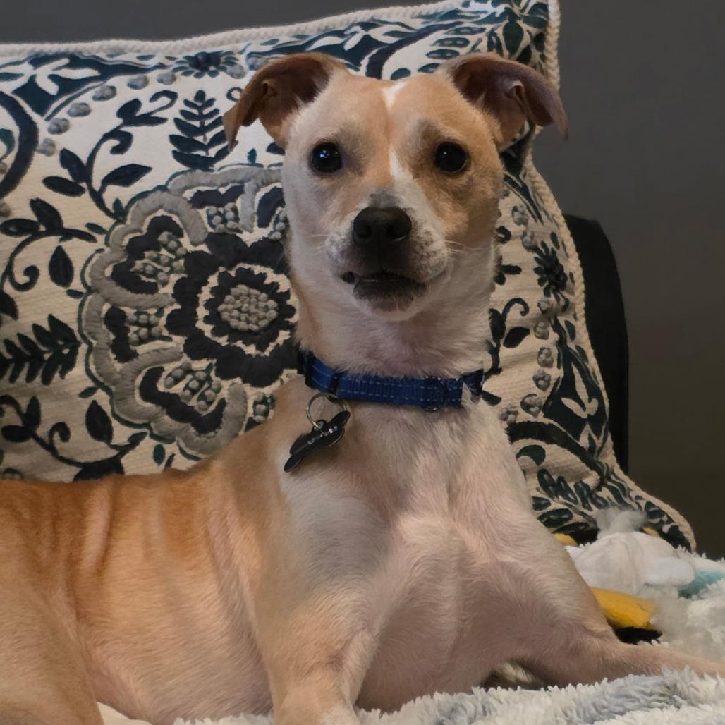 Enlarge Pollo, a Adoptable mixed breed in Newark, DE image 4/6