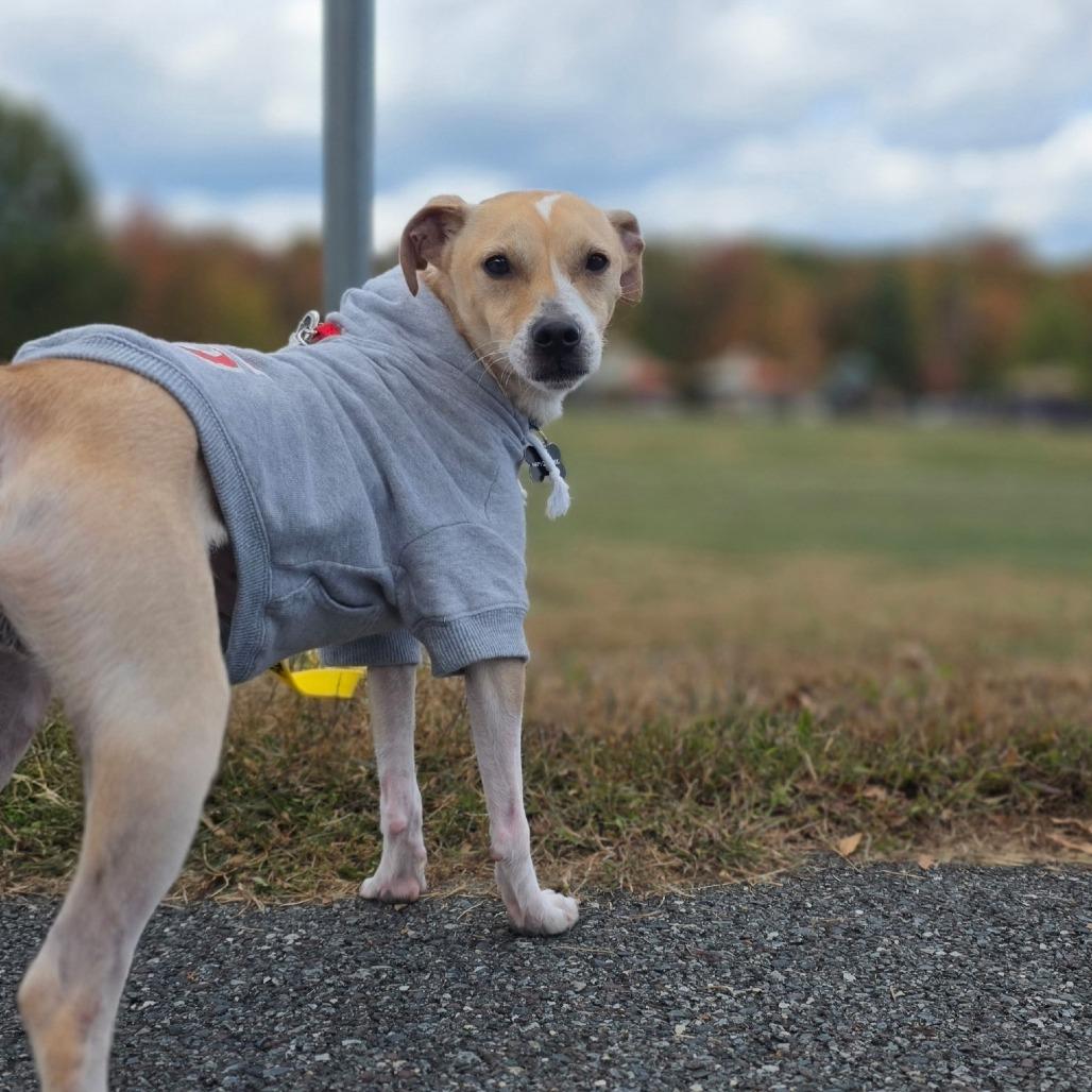 Enlarge Pollo, a Adoptable mixed breed in Newark, DE image 5/6