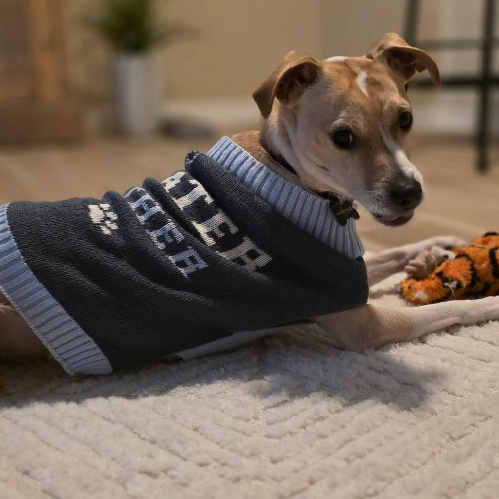 Enlarge Pollo, a Adoptable mixed breed in Newark, DE image 6/6