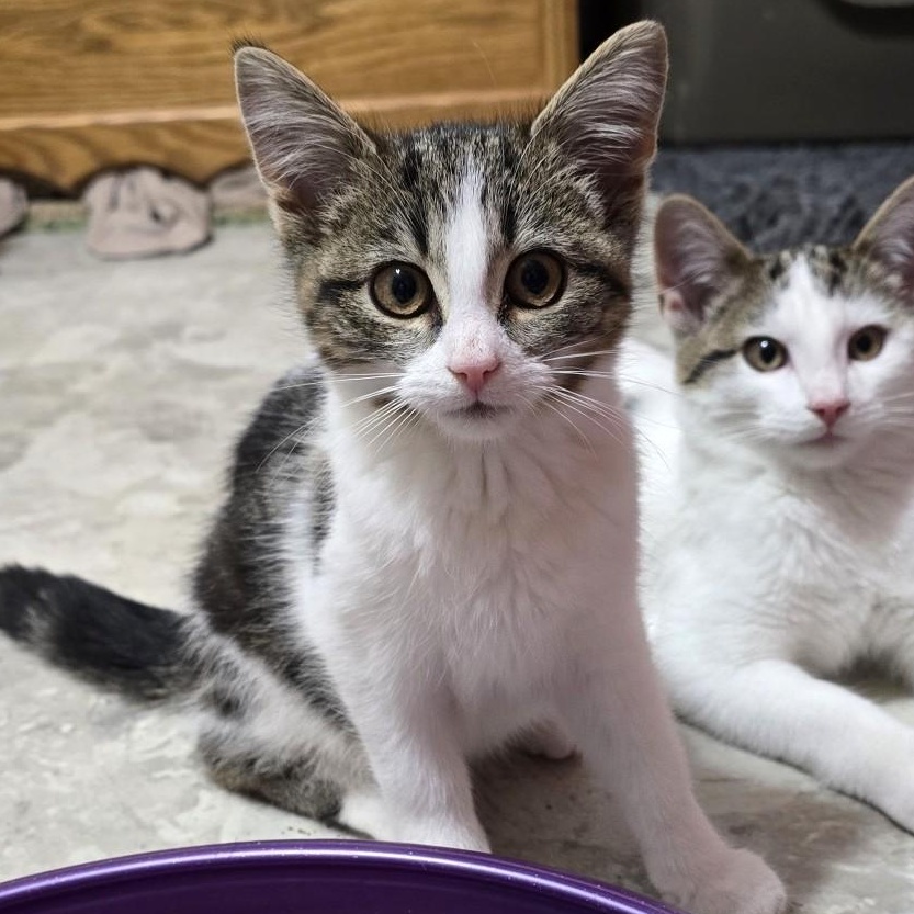 Selene, Adoptable, Kitten Female Domestic Short Hair.