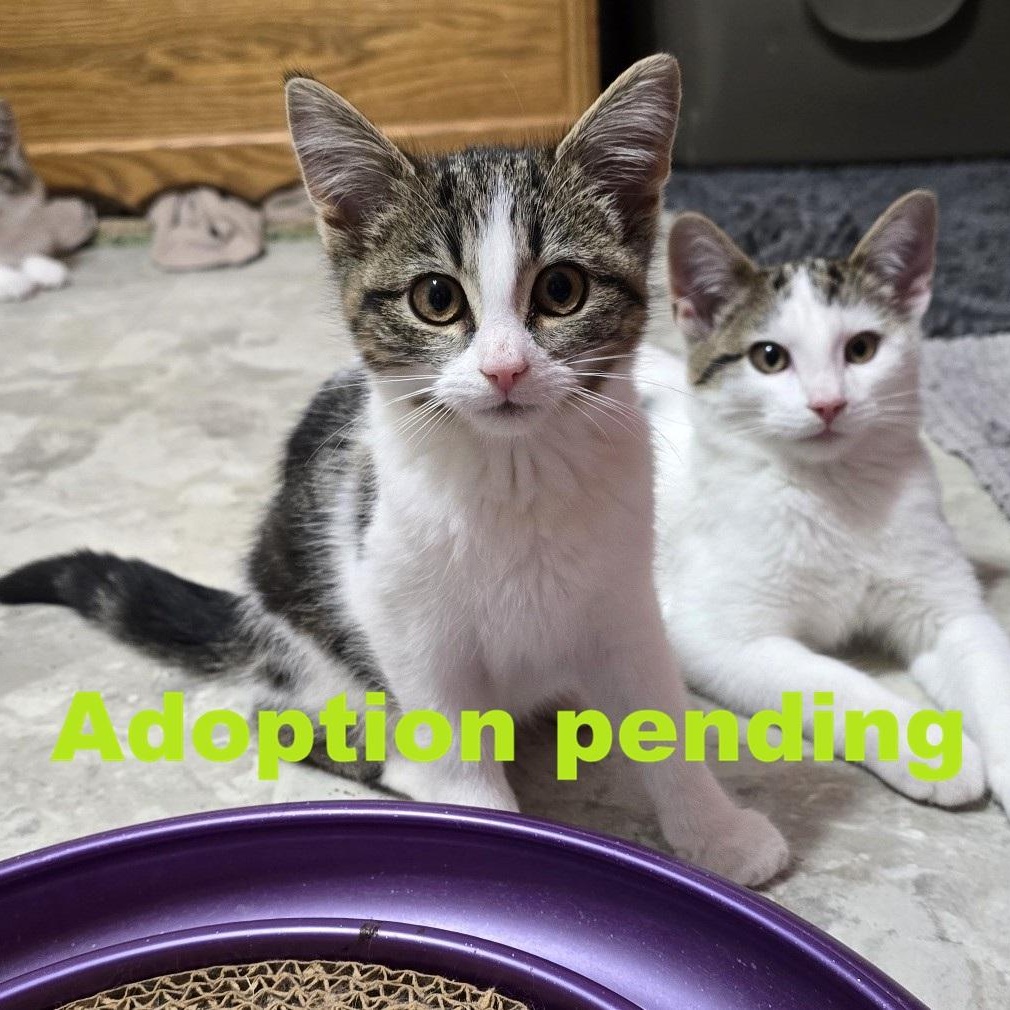 Enlarge Selene, an adopted Domestic Short Hair in Guelph, ON image 1/4