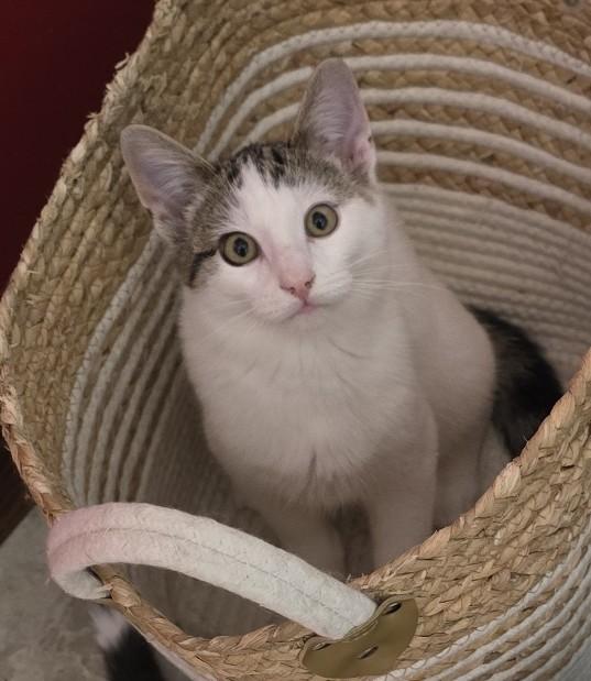 Selene, a Adoptable Domestic Short Hair in Guelph, ON image 2/4
