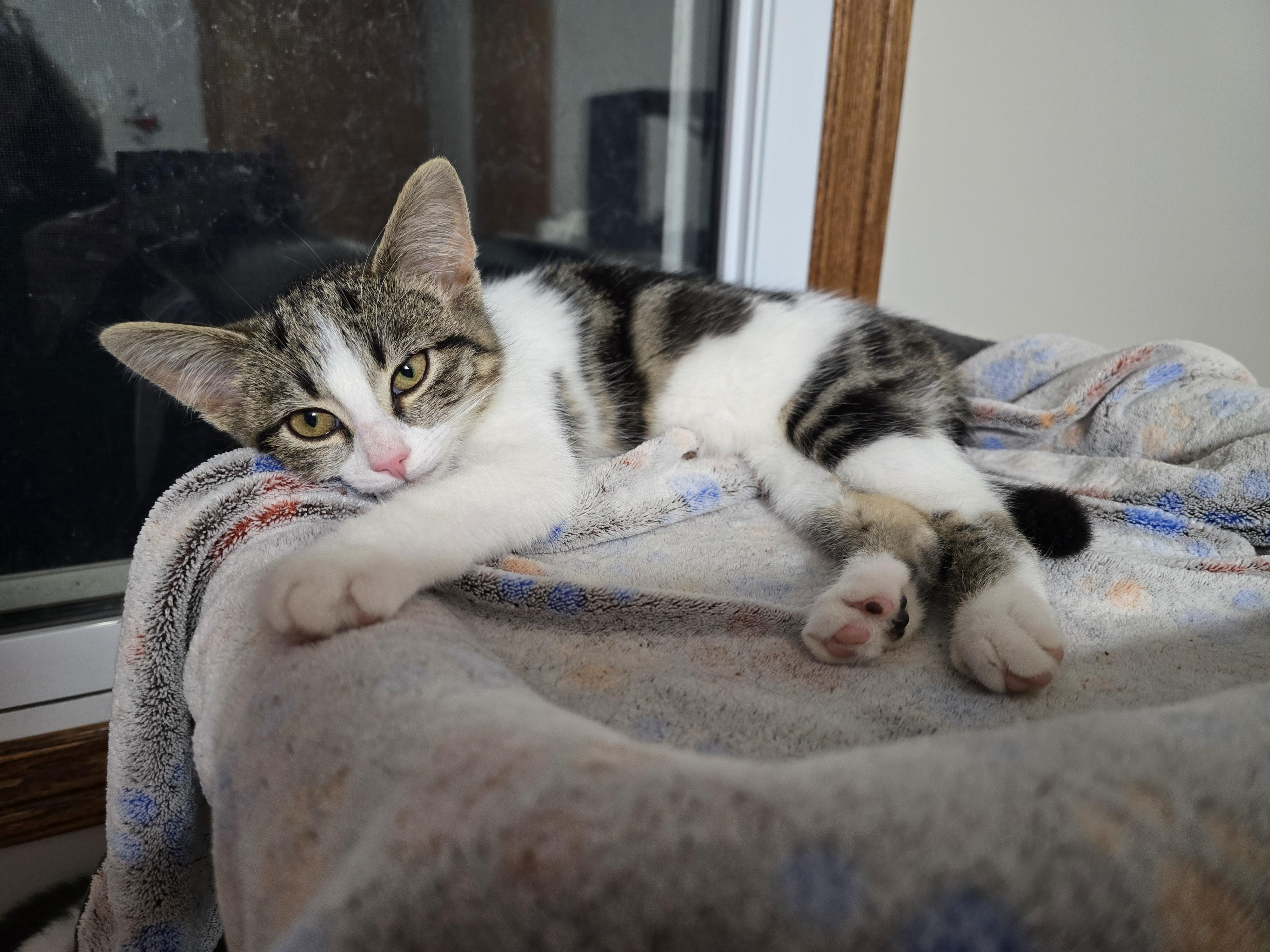 Selene, a Adoptable Domestic Short Hair in Guelph, ON image 3/4