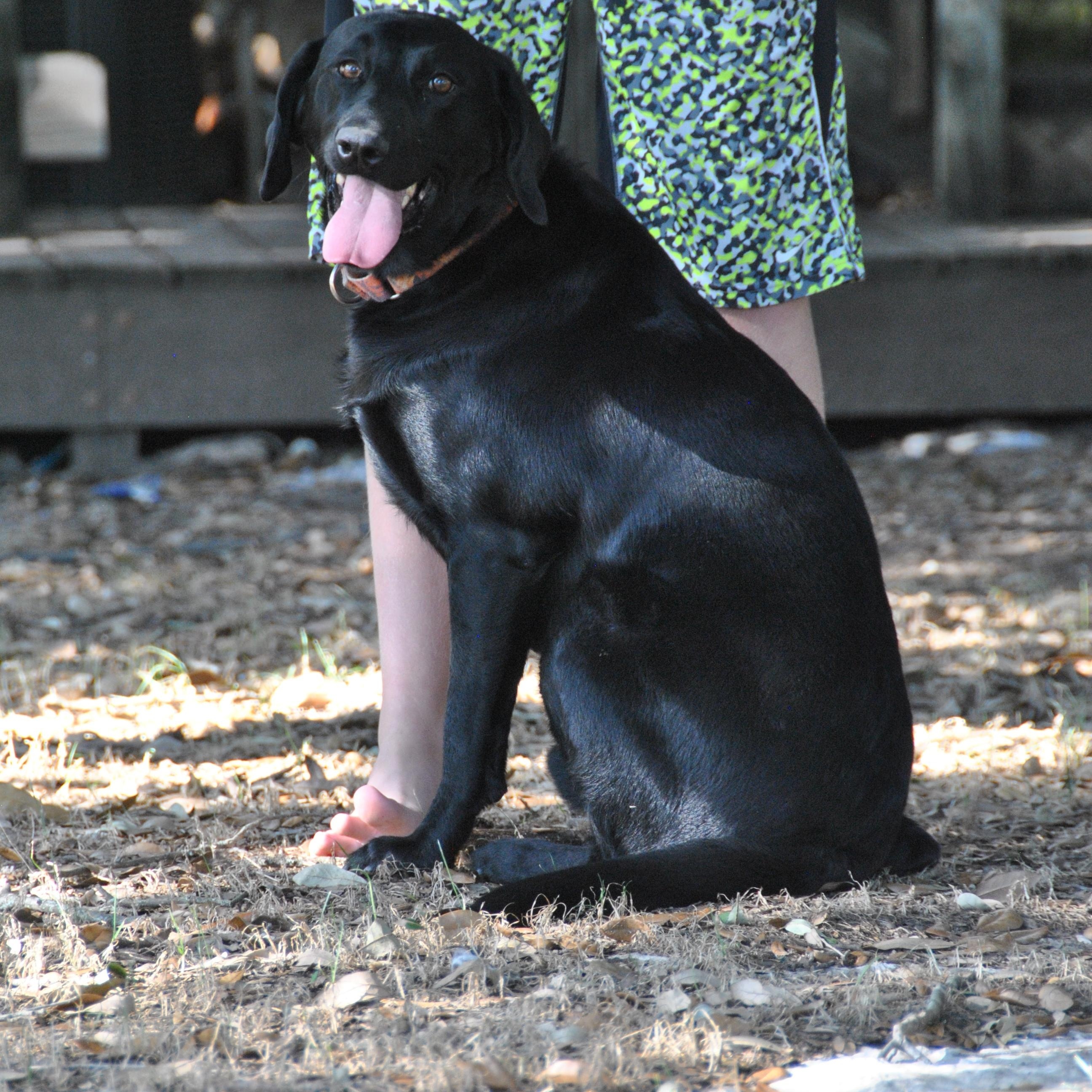 Enlarge Gunner, a Adoptable mixed breed in Houston, TX image 4/4