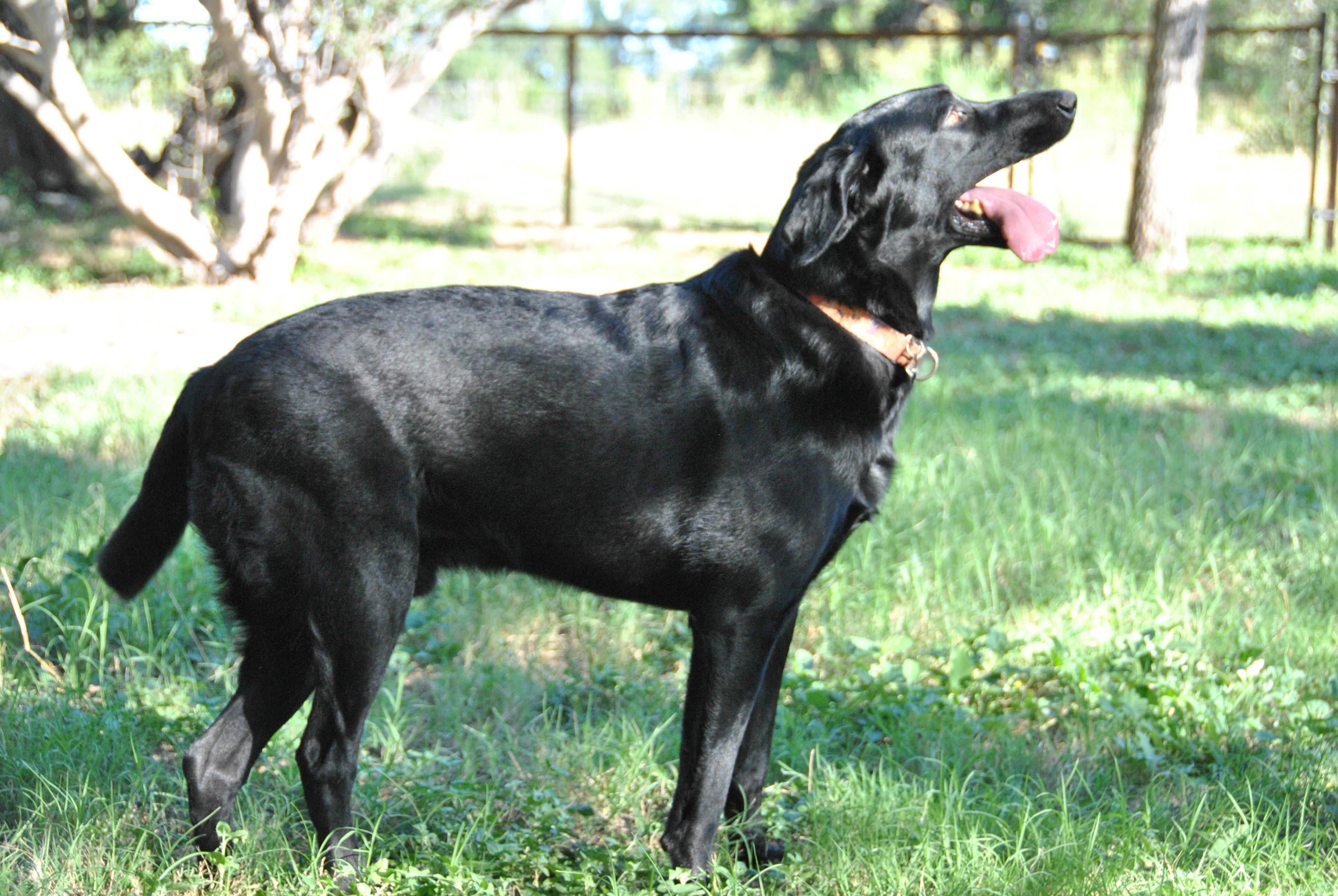Enlarge Gunner, a Adoptable mixed breed in Houston, TX image 3/4