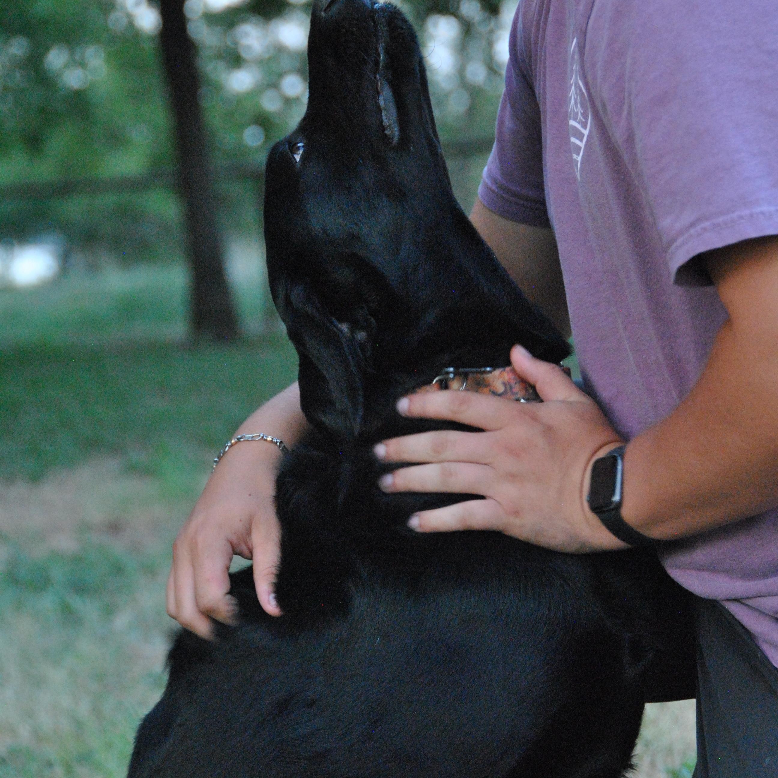 Enlarge Gunner, a Adoptable mixed breed in Houston, TX image 2/4