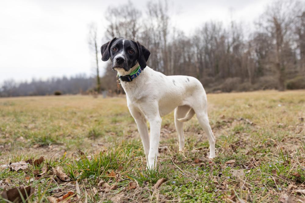 Available for Adoption - Mercedes (NC, USA), Adoptable, Puppy Female Pointer.