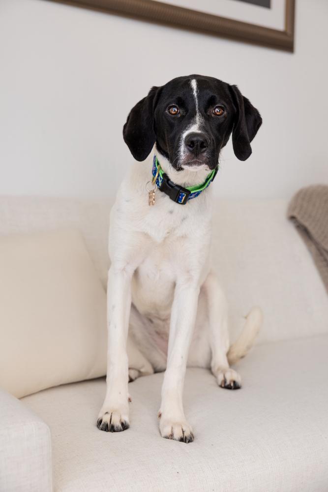 Available for Adoption - Mercedes (NC, USA), a Adoptable Pointer in Durham, NC image 2/6
