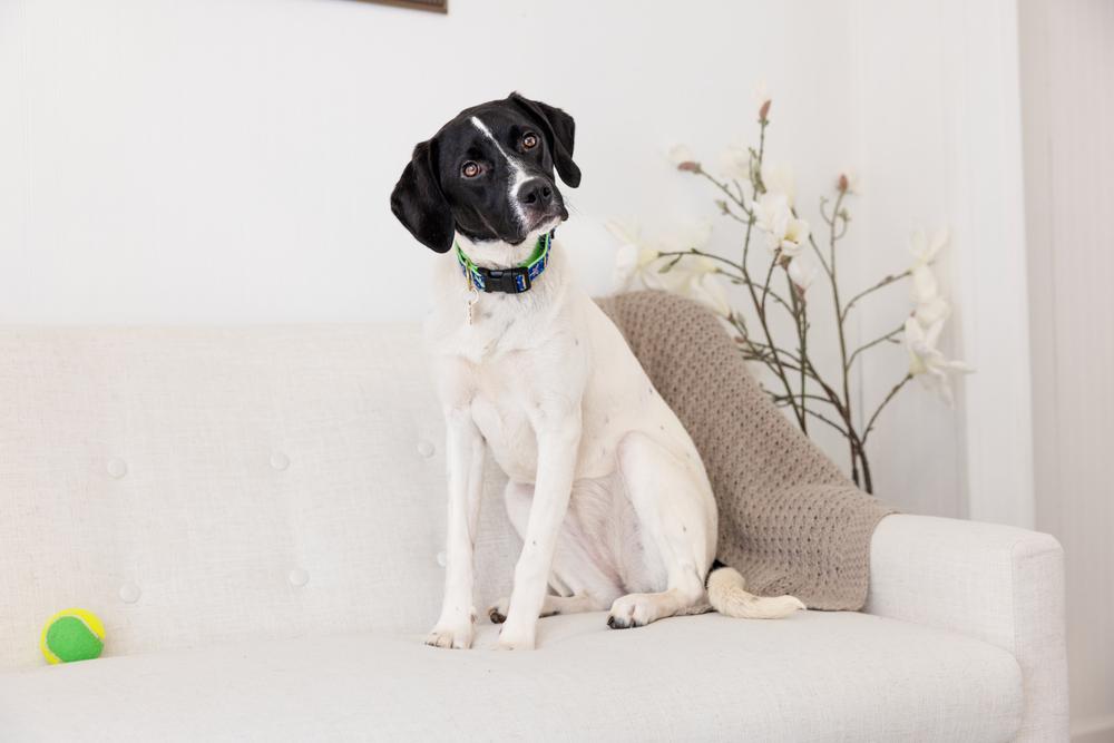 Available for Adoption - Mercedes (NC, USA), a Adoptable Pointer in Durham, NC image 3/6