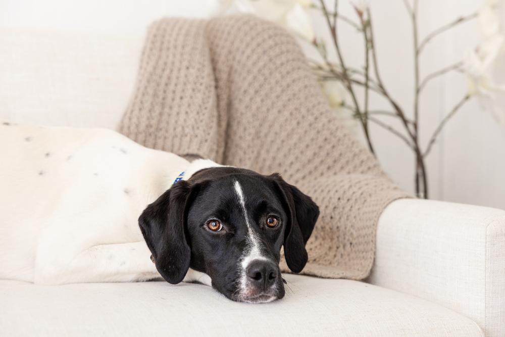 Available for Adoption - Mercedes (NC, USA), a Adoptable Pointer in Durham, NC image 4/6