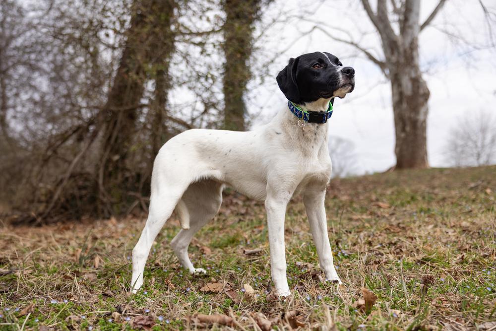 Available for Adoption - Mercedes (NC, USA), a Adoptable Pointer in Durham, NC image 5/6
