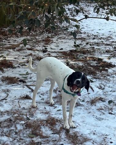 Available for Adoption - Mercedes (NC, USA), Adoptable, Puppy Female Pointer.