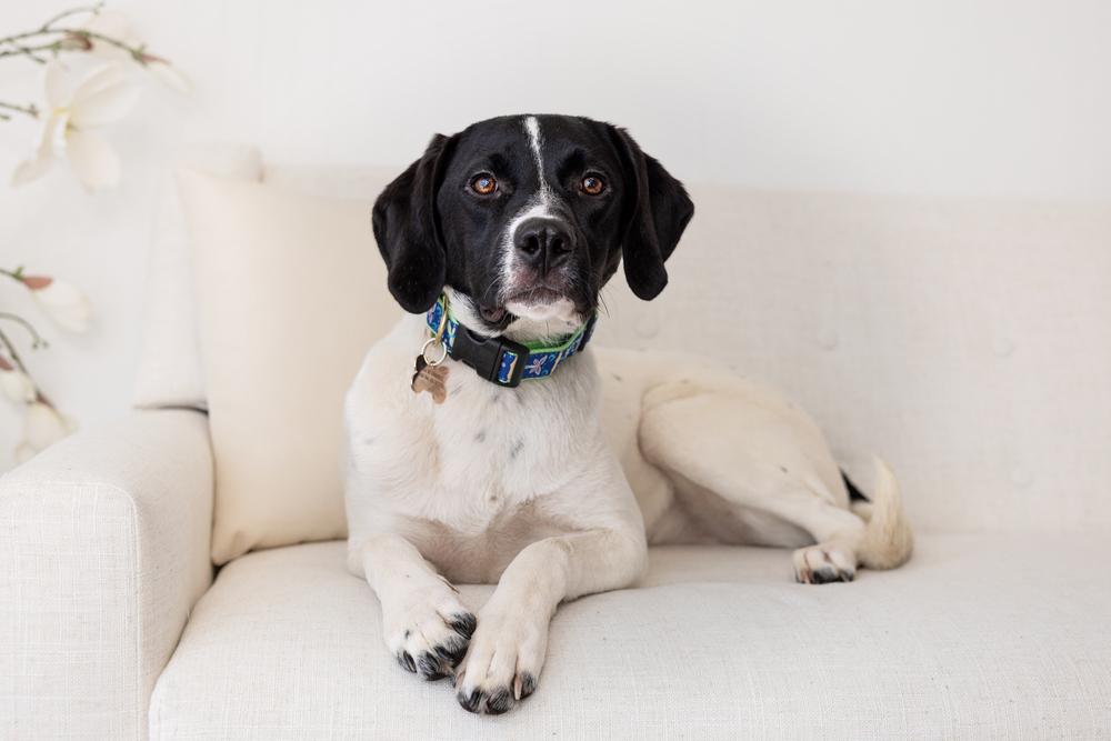 Available for Adoption - Mercedes (NC, USA), a Adoptable Pointer in Durham, NC image 6/6