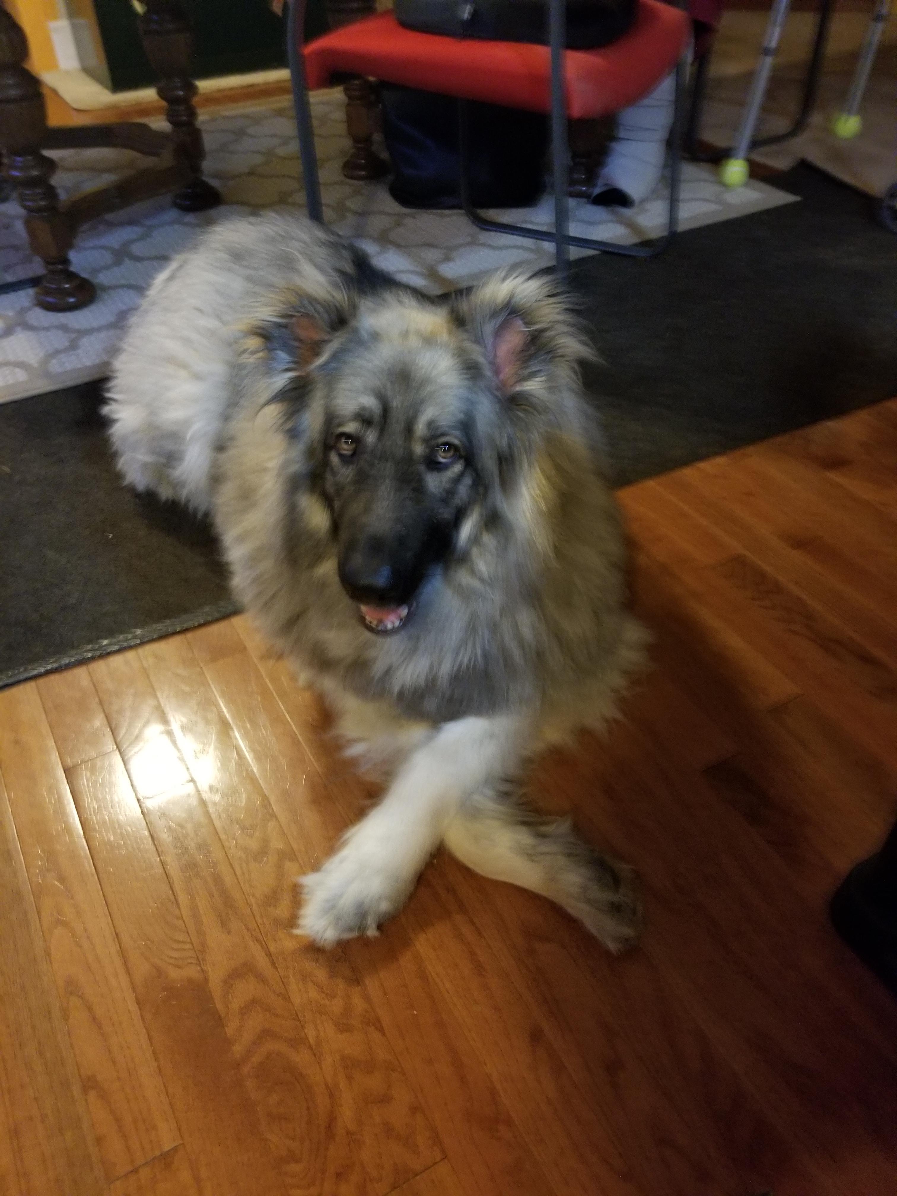 Sasha, Adopted, Senior Female German Shepherd Dog.