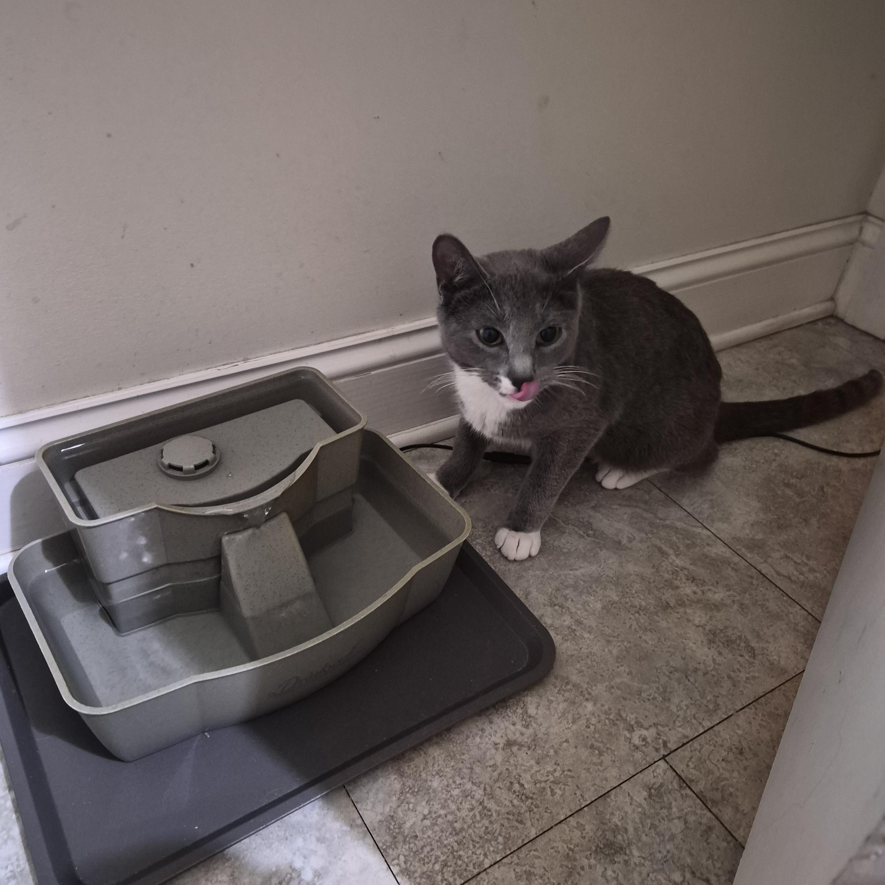 Enlarge Frosty, an adopted Domestic Short Hair in Keansburg, NJ image 3/6