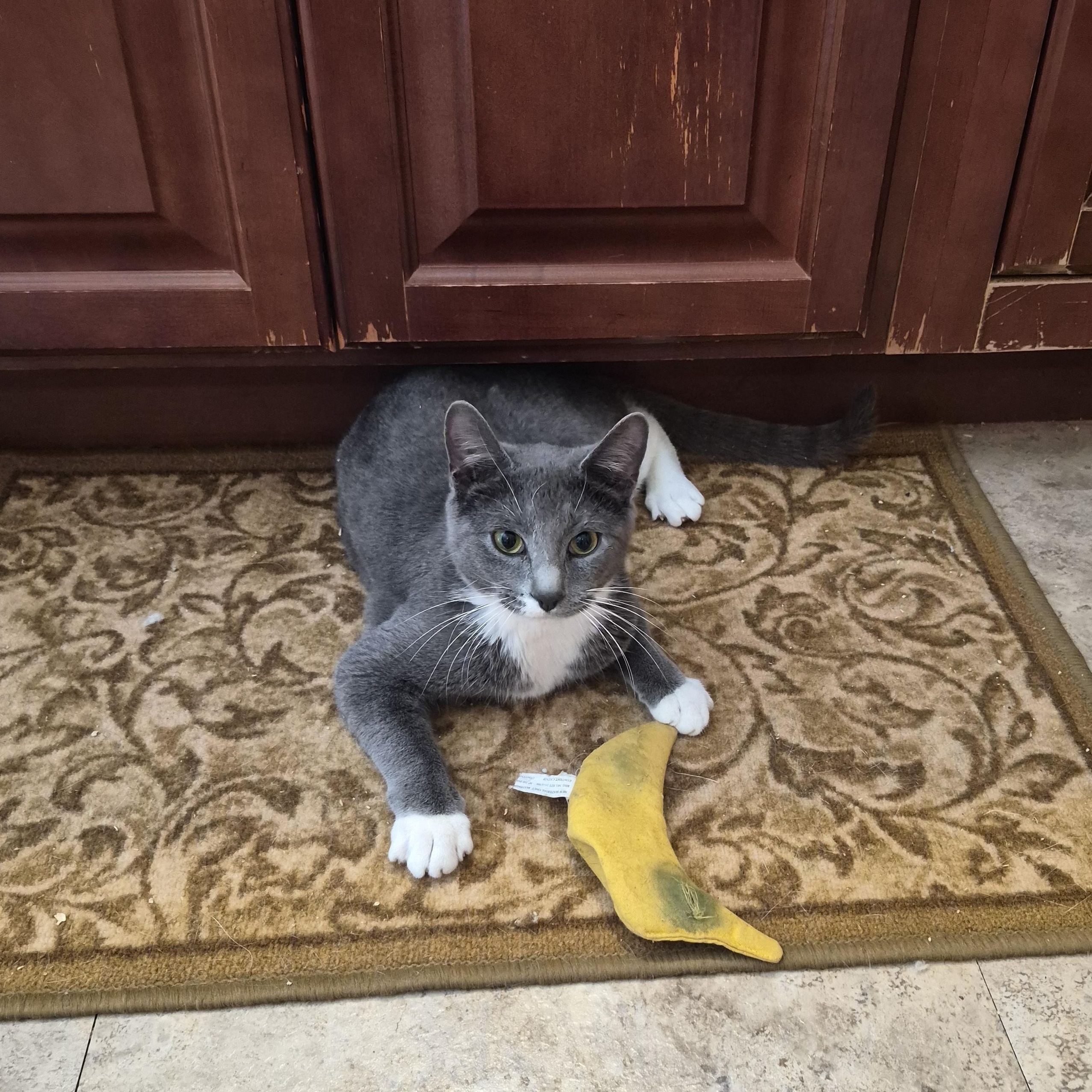 Frosty, adopted, Young Male Domestic Short Hair.