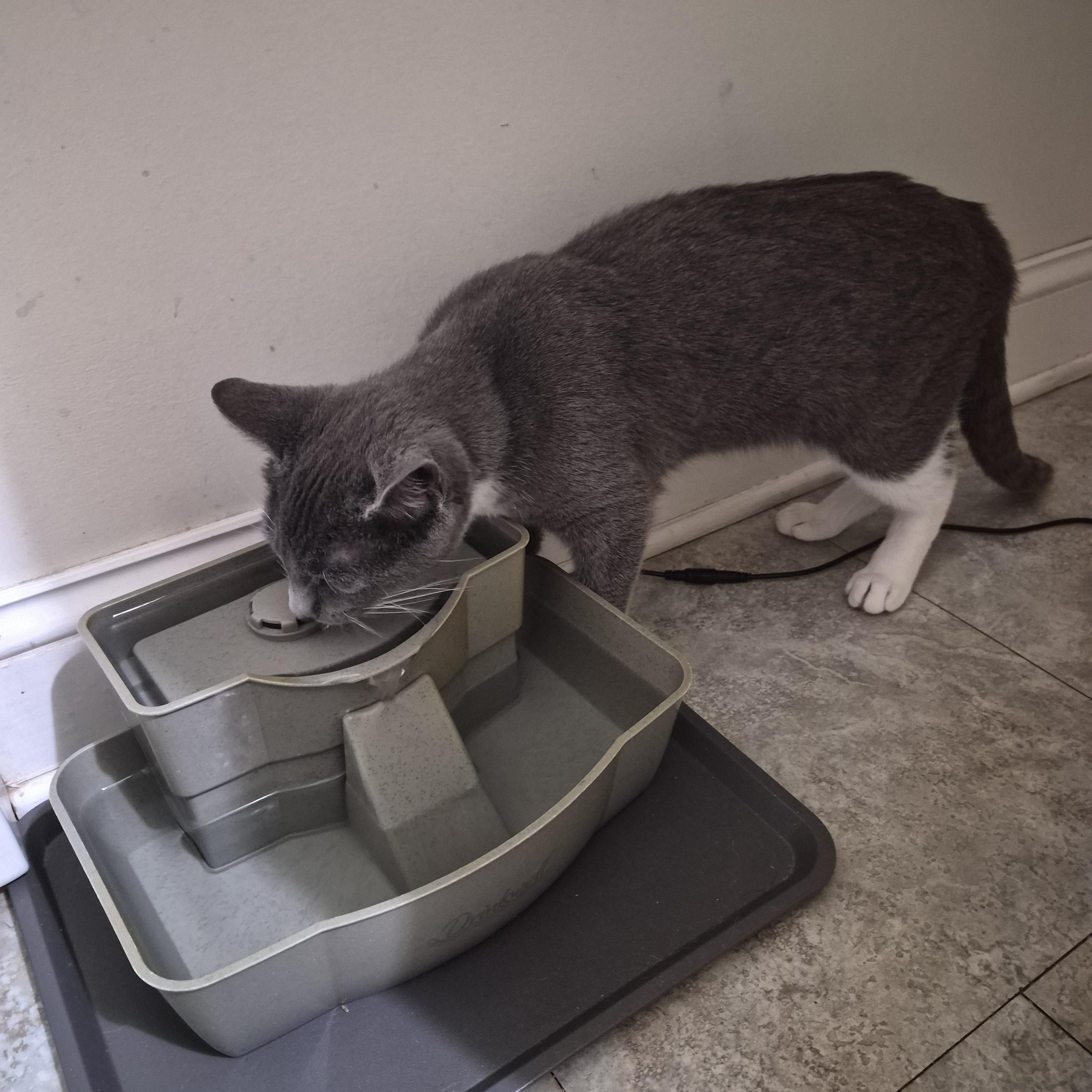 Enlarge Frosty, an adopted Domestic Short Hair in Keansburg, NJ image 4/6