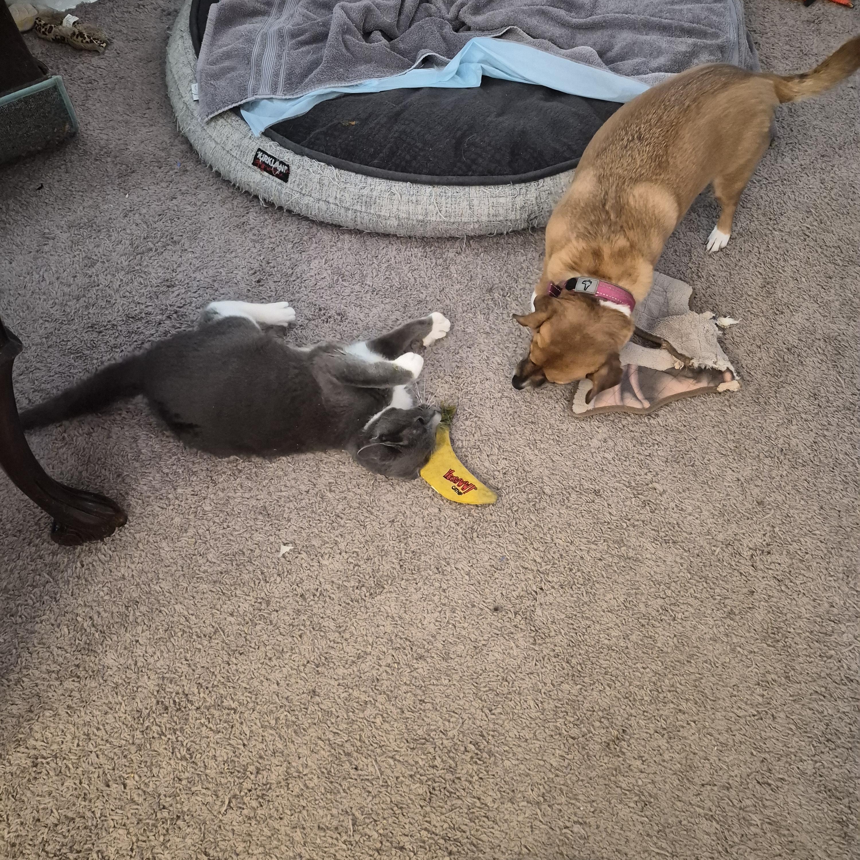 Enlarge Frosty, an adopted Domestic Short Hair in Keansburg, NJ image 2/6