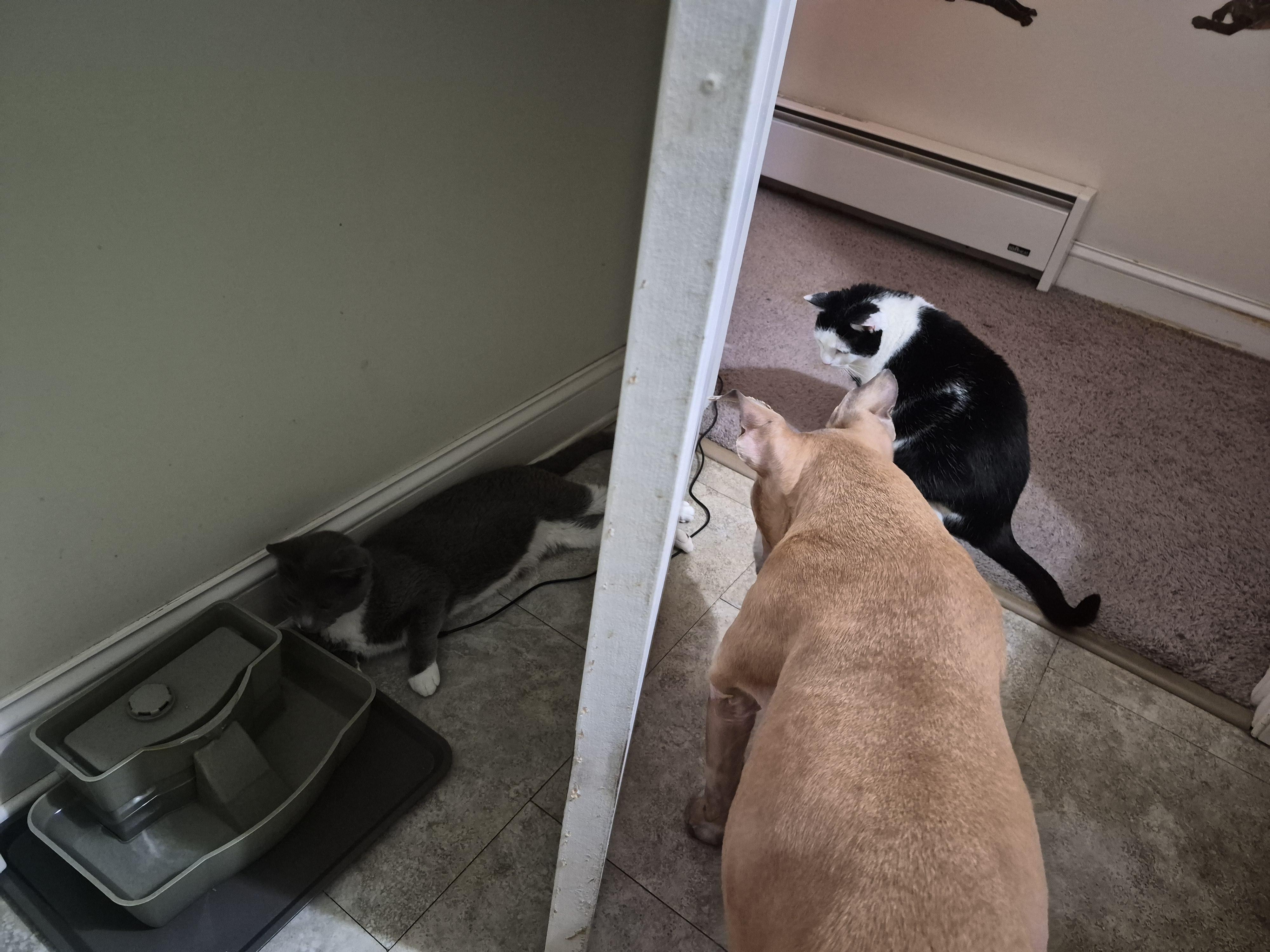 Enlarge Frosty, an adopted Domestic Short Hair in Keansburg, NJ image 5/6