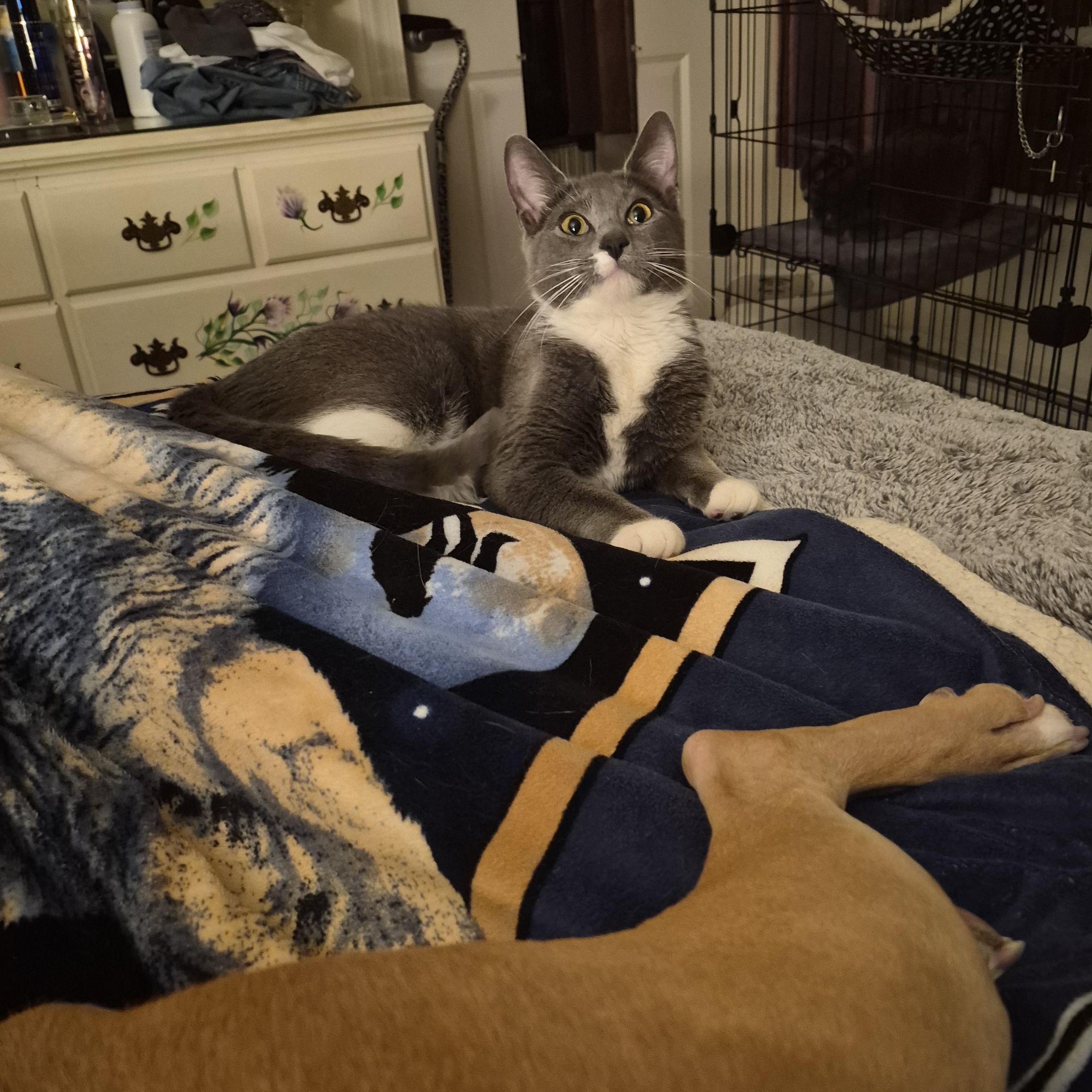 Enlarge Frosty, an adopted Domestic Short Hair in Keansburg, NJ image 6/6