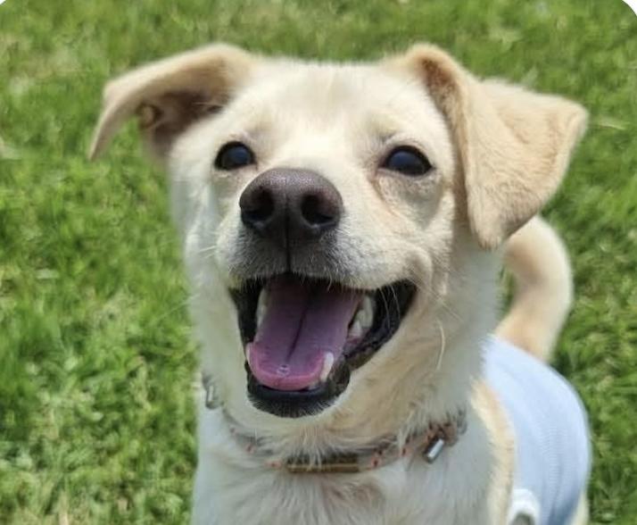 Bingo, ADOPTABLE, Adult Male Jindo & Terrier.
