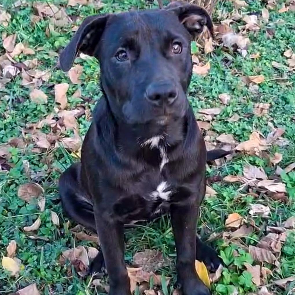 Enlarge Bali, a Adoptable mixed breed in Portland, OR image 3/6