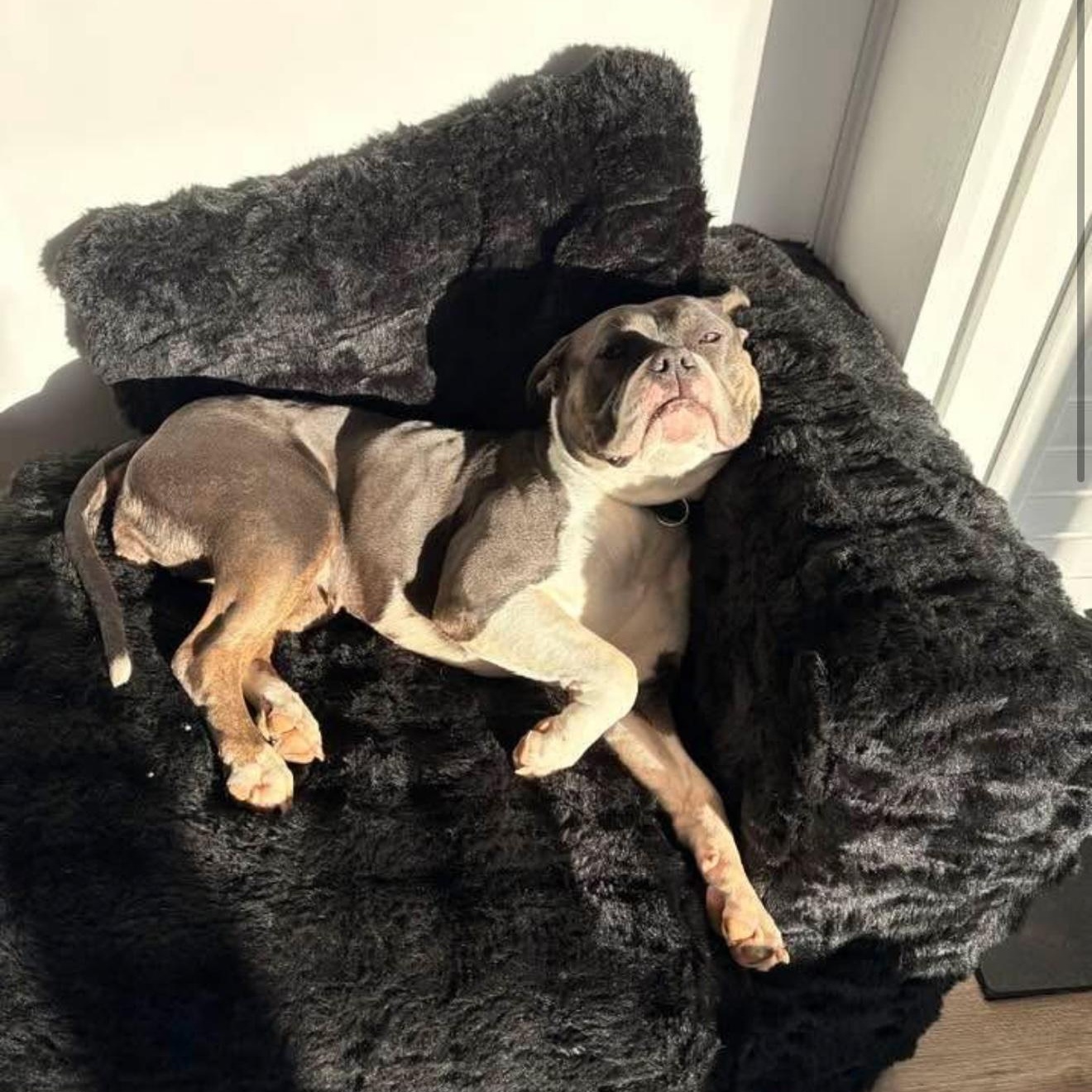 Enlarge Xena, a Adoptable mixed breed in New London, CT image 4/6