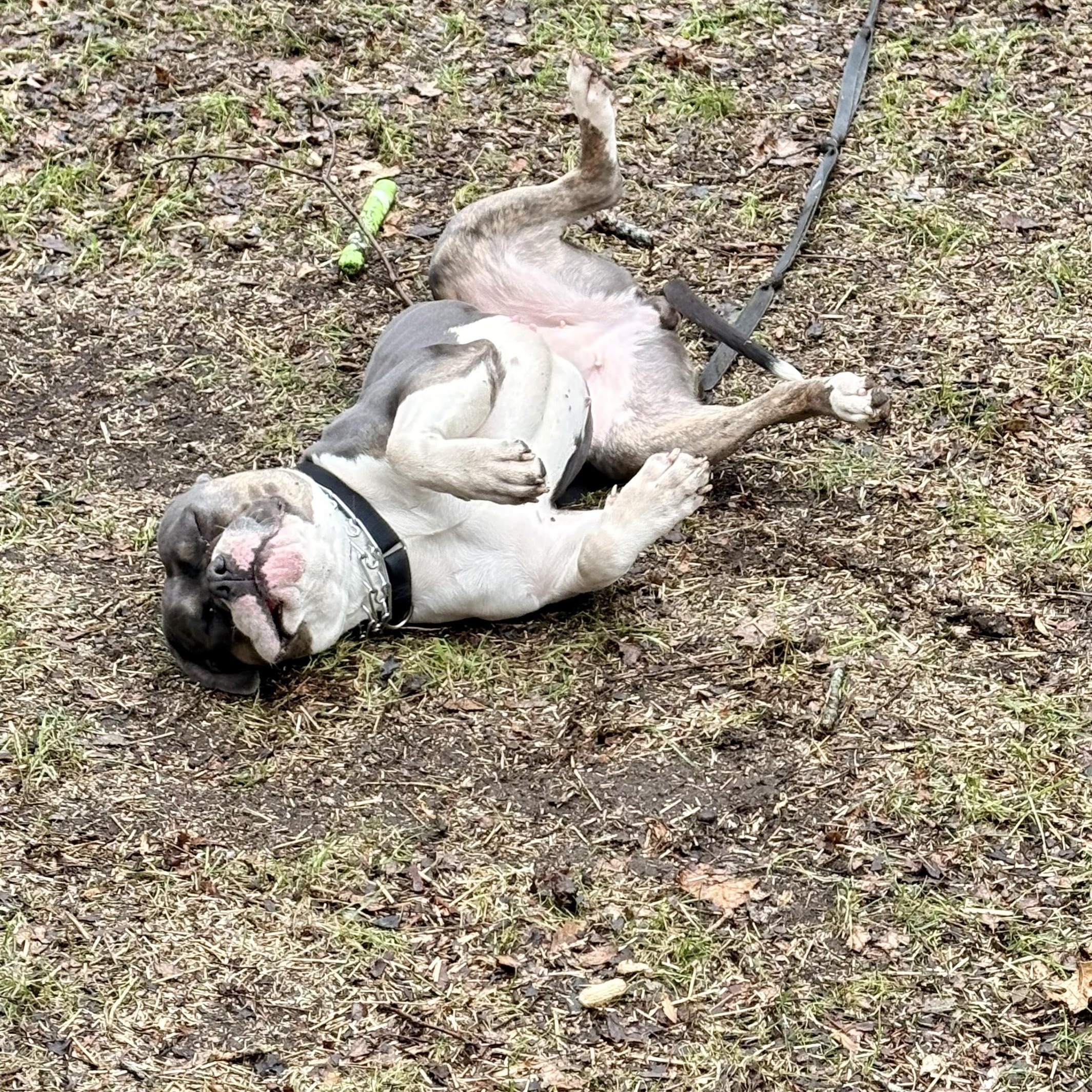 Enlarge Xena, a Adoptable mixed breed in New London, CT image 5/6