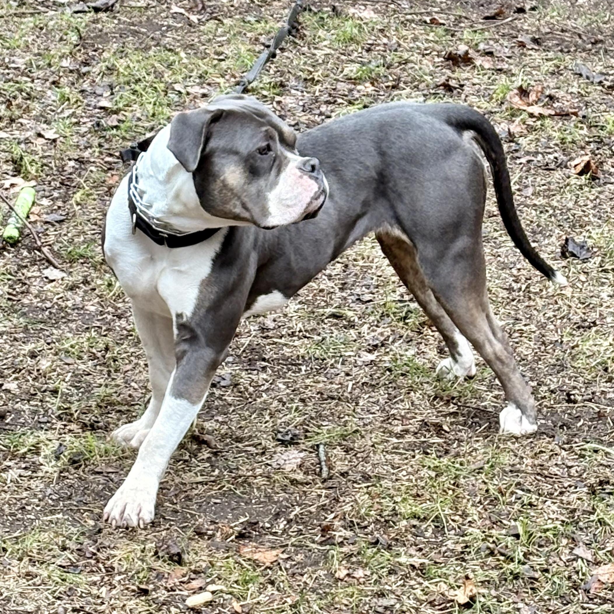 Enlarge Xena, a Adoptable mixed breed in New London, CT image 2/6