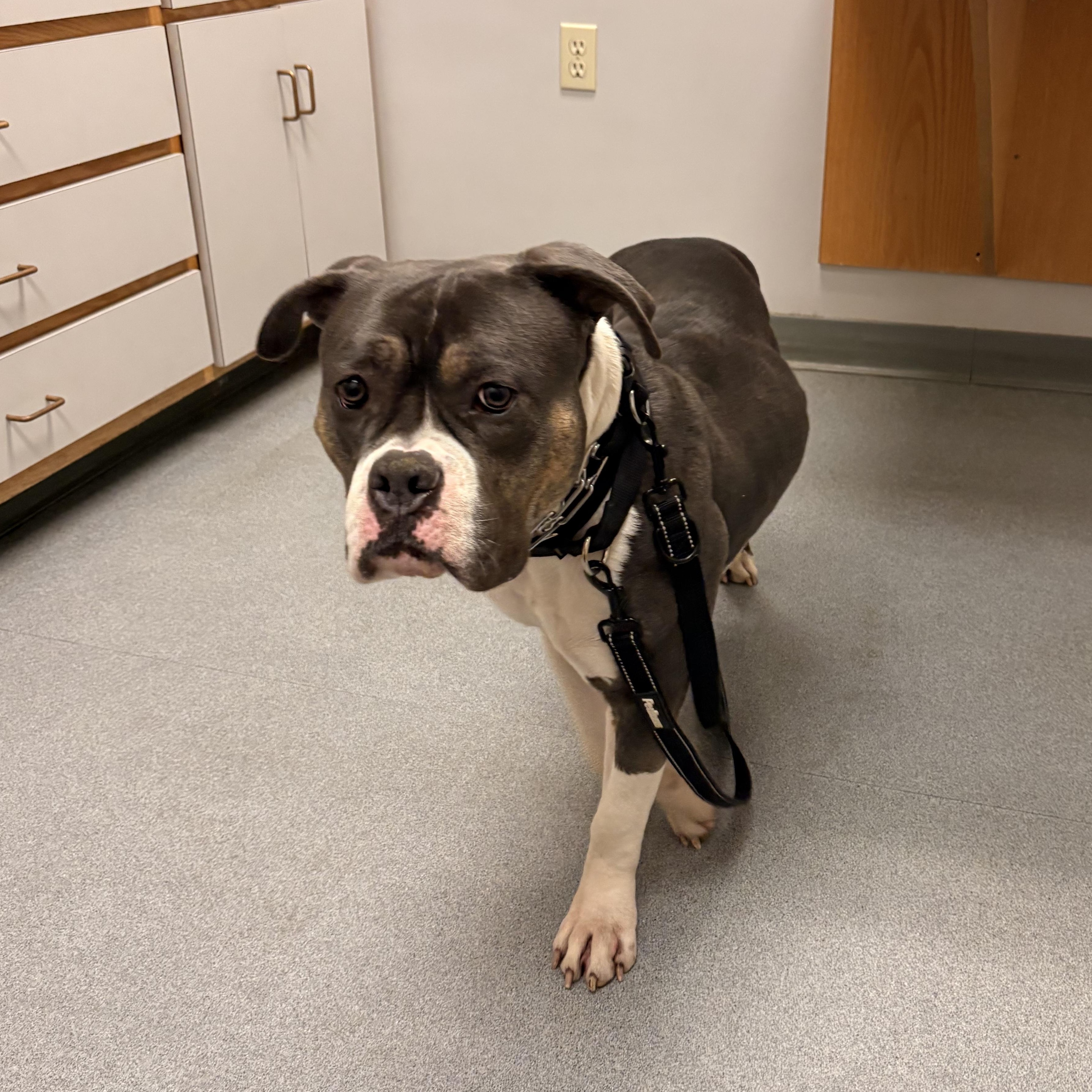 Enlarge Xena, a Adoptable mixed breed in New London, CT image 3/6