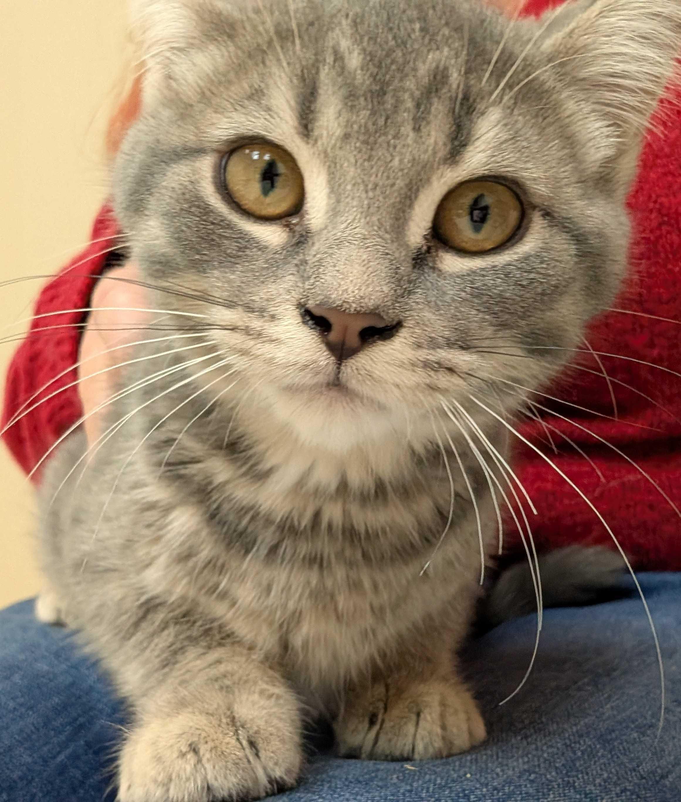 Enlarge Opal, a Adopted Domestic Short Hair in Wakefield, QC image 4/6
