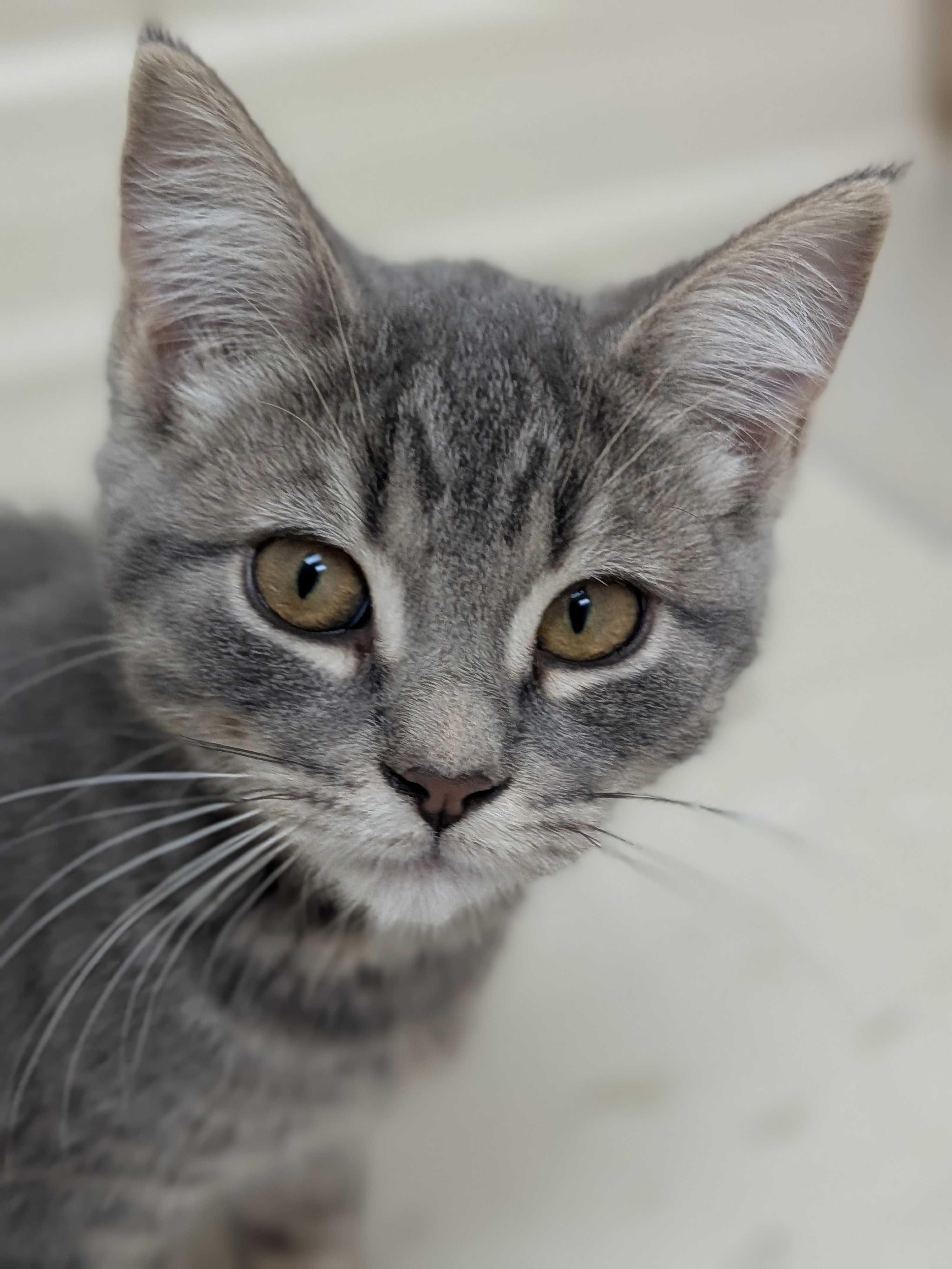 Enlarge Opal, a Adopted Domestic Short Hair in Wakefield, QC image 2/6