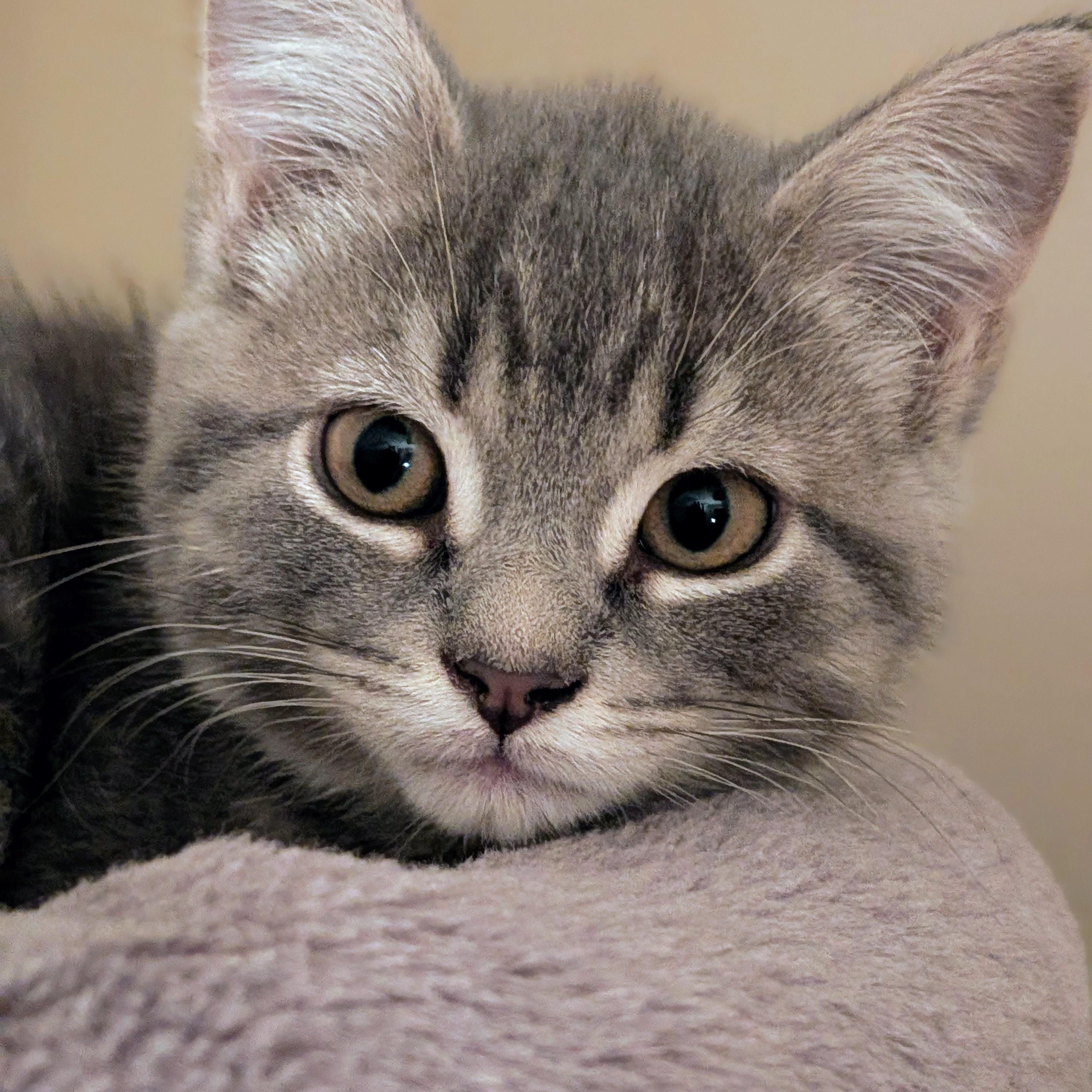 Opal, Adoptable, Kitten Female Domestic Short Hair.
