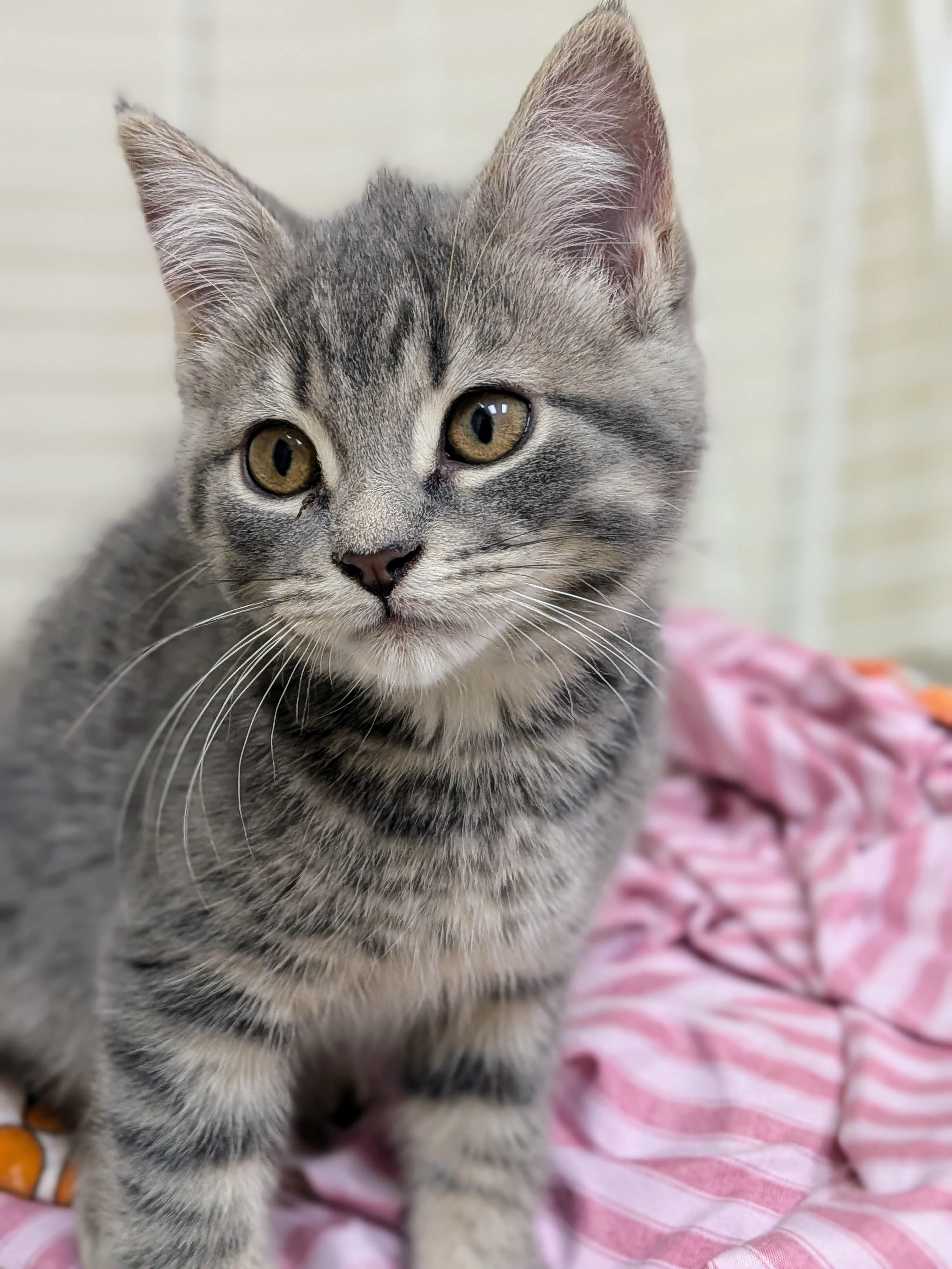Enlarge Opal, a Adoptable Domestic Short Hair in Wakefield, QC image 3/4