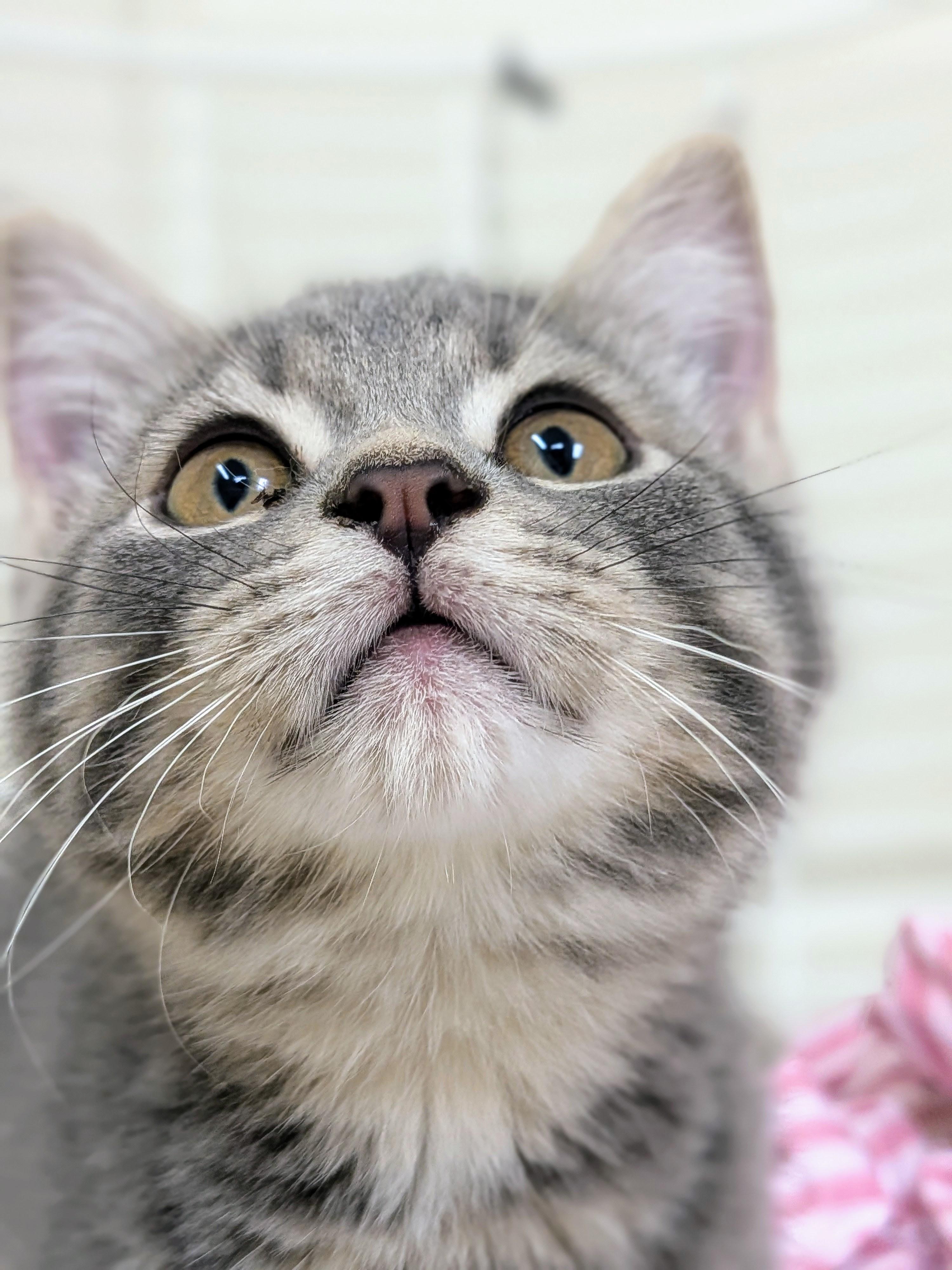 Enlarge Opal, a Adoptable Domestic Short Hair in Wakefield, QC image 2/4