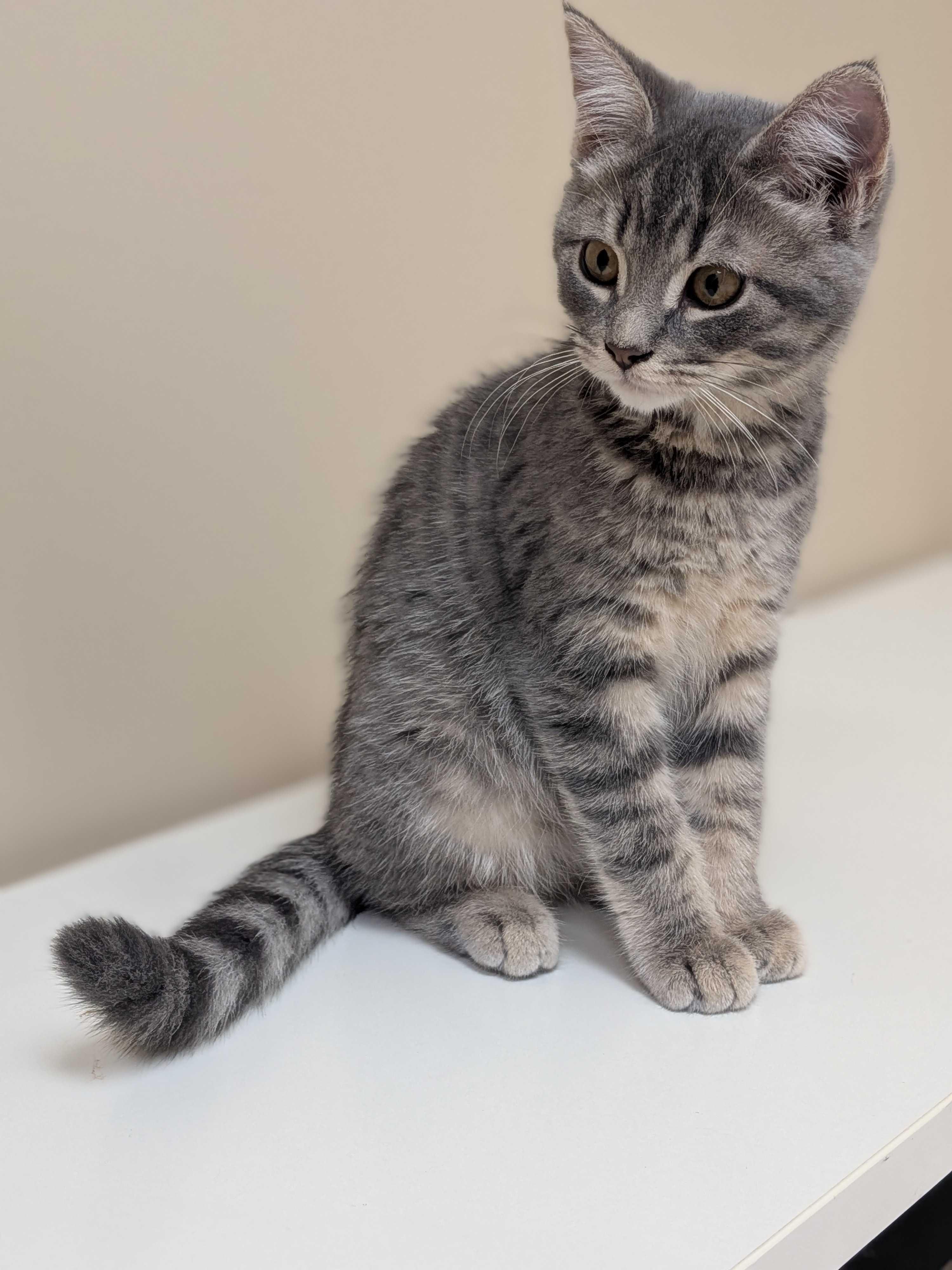 Enlarge Opal, a Adopted Domestic Short Hair in Wakefield, QC image 1/6